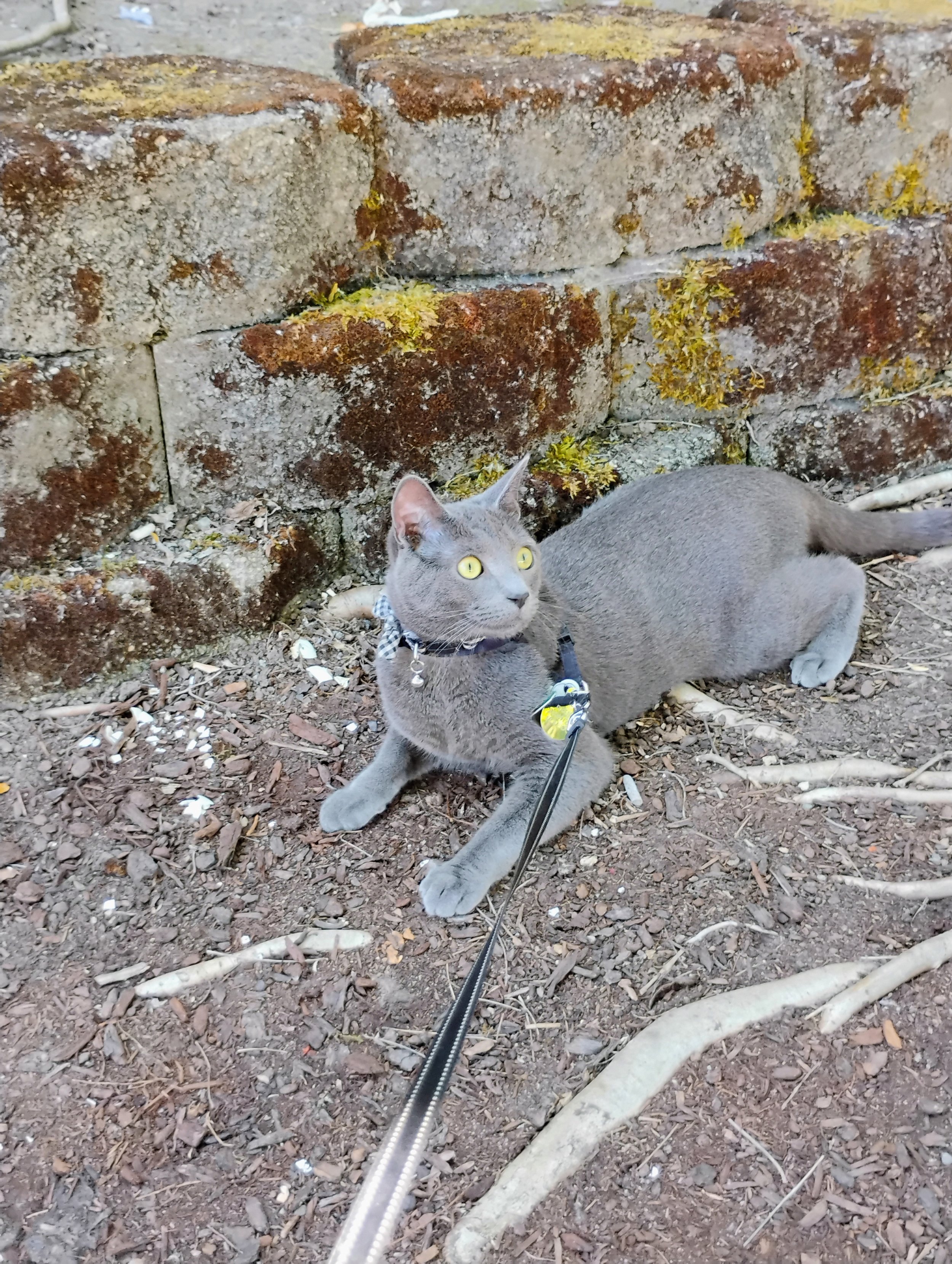 ruben dusty outside.jpg