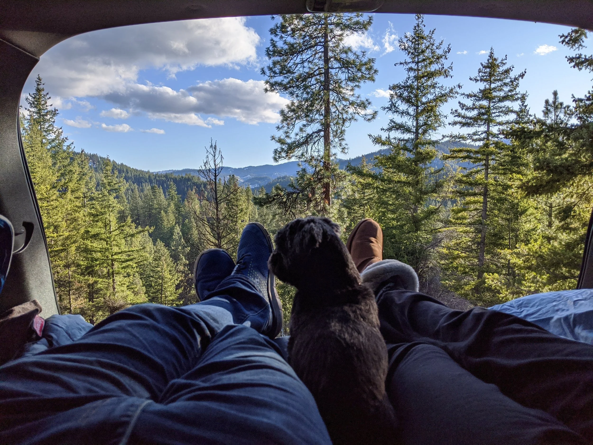 Puppy Adventure Training Advanced
