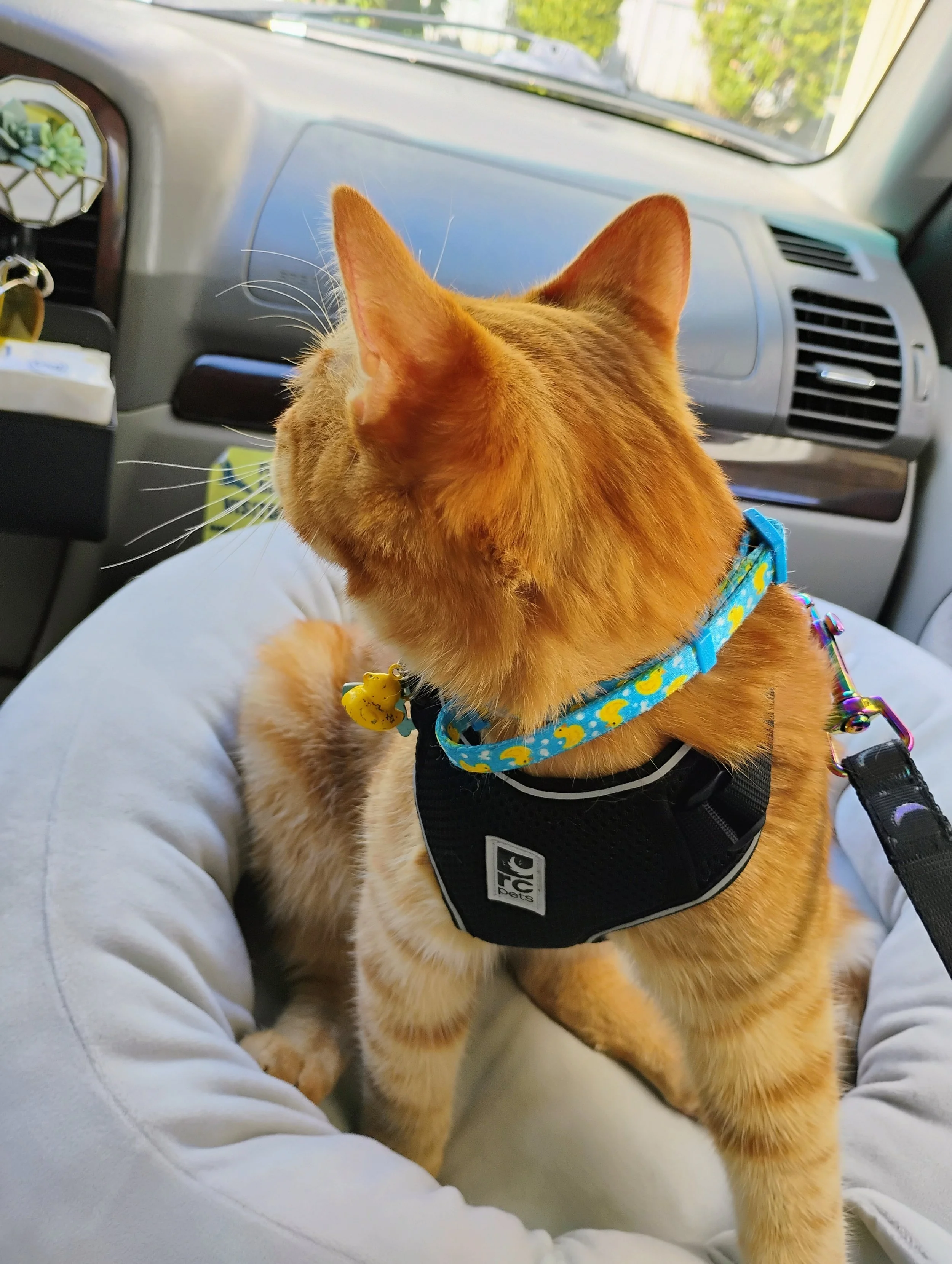 louie adventures.jpg
