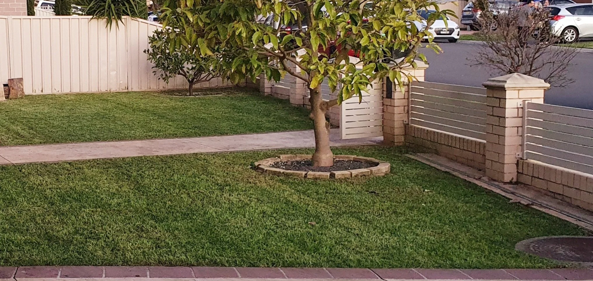 A small tree with broad green leaves planted in a circular brick border in a front yard, with a concrete walkway and a white fence and brick pillars background.