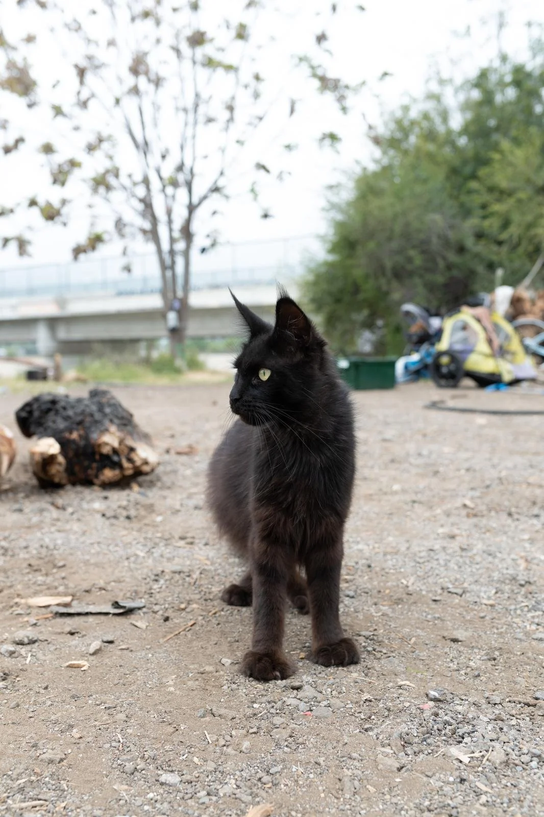 A black cat with yellow eyes standing outdoors on a dirt ground with trees, a fallen log, and camping gear in the background.