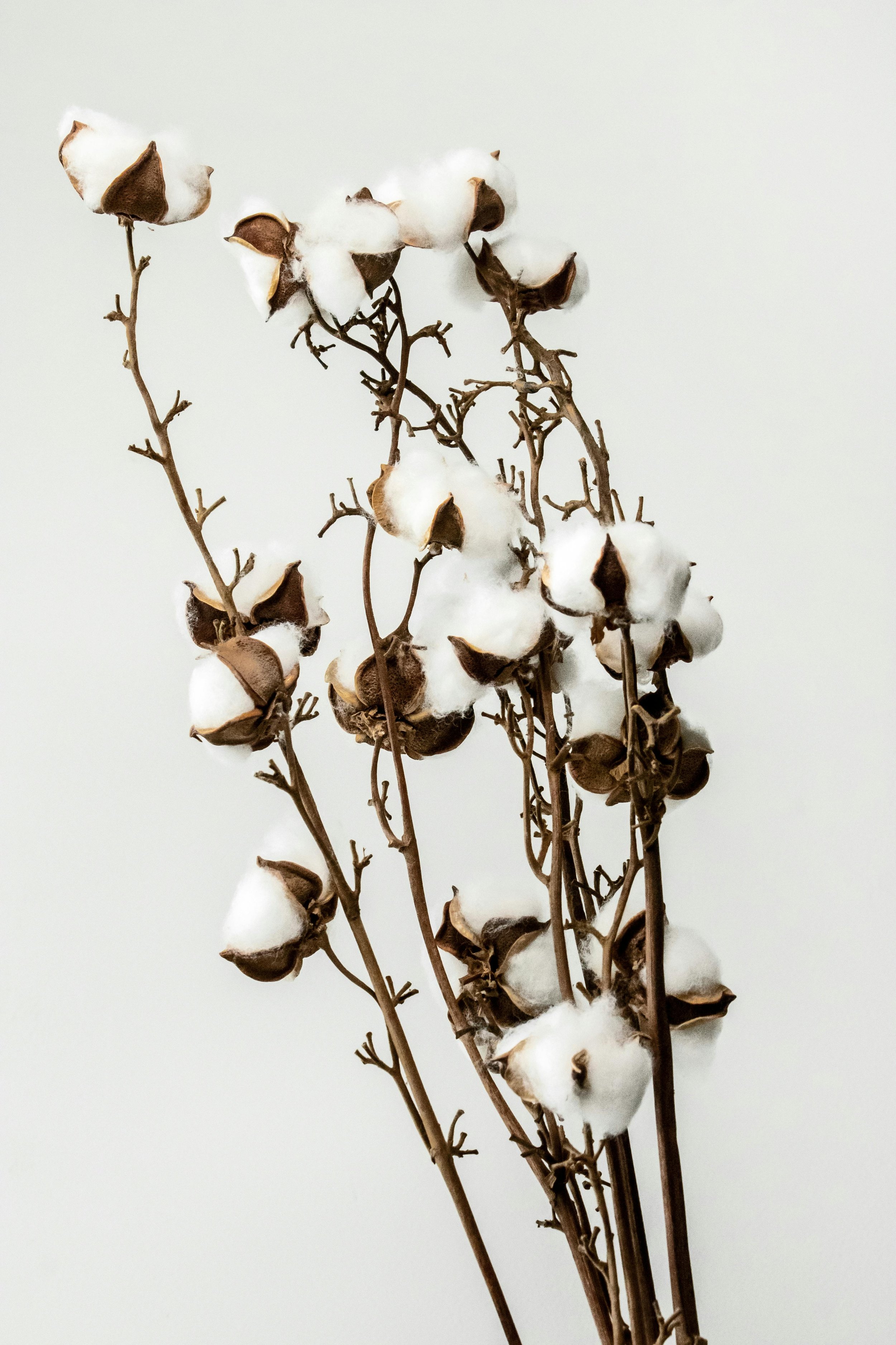 Cotton plant with cotton bolls and brown stems against a white background.