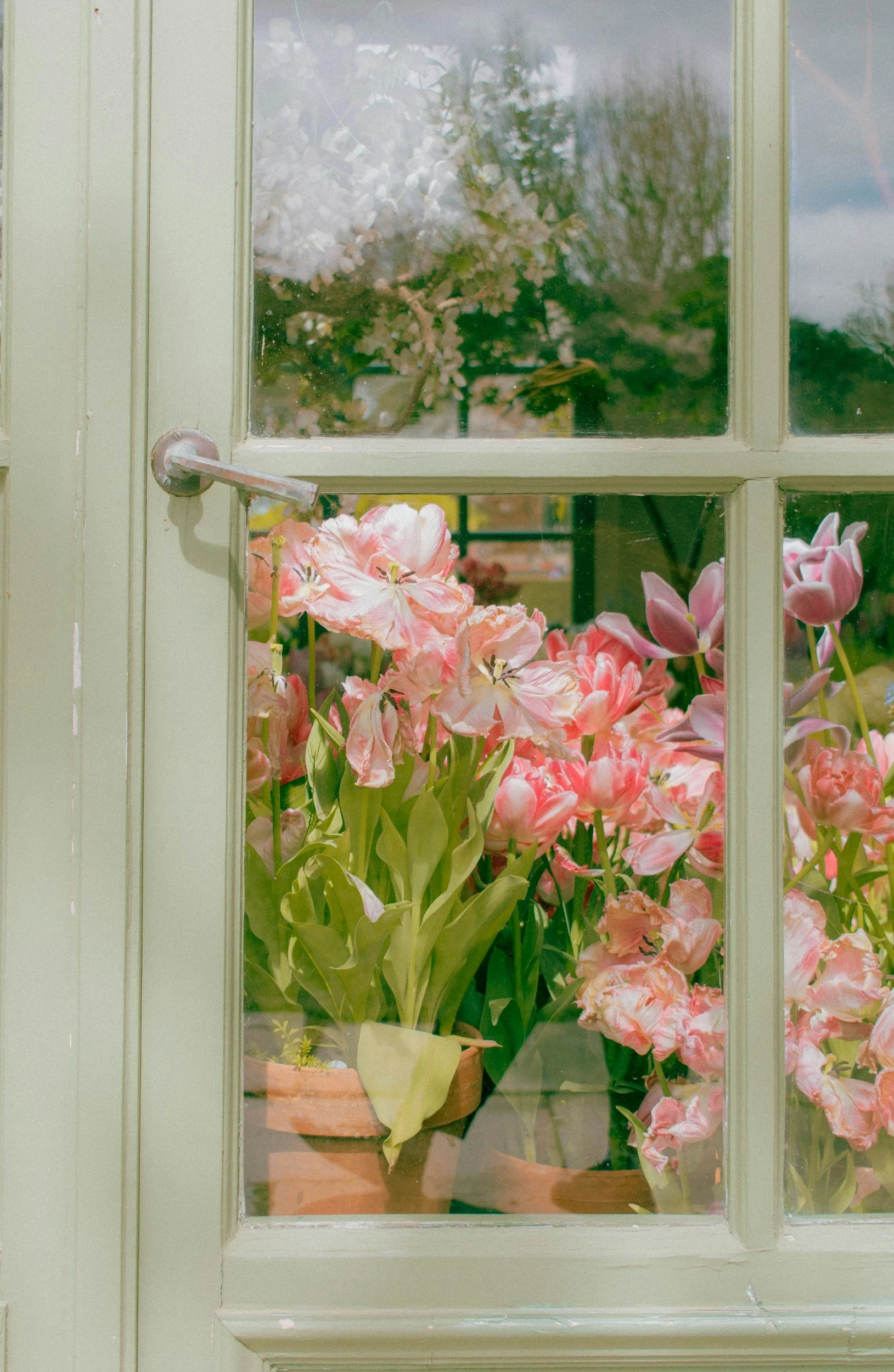 Window view of a pink flower display.