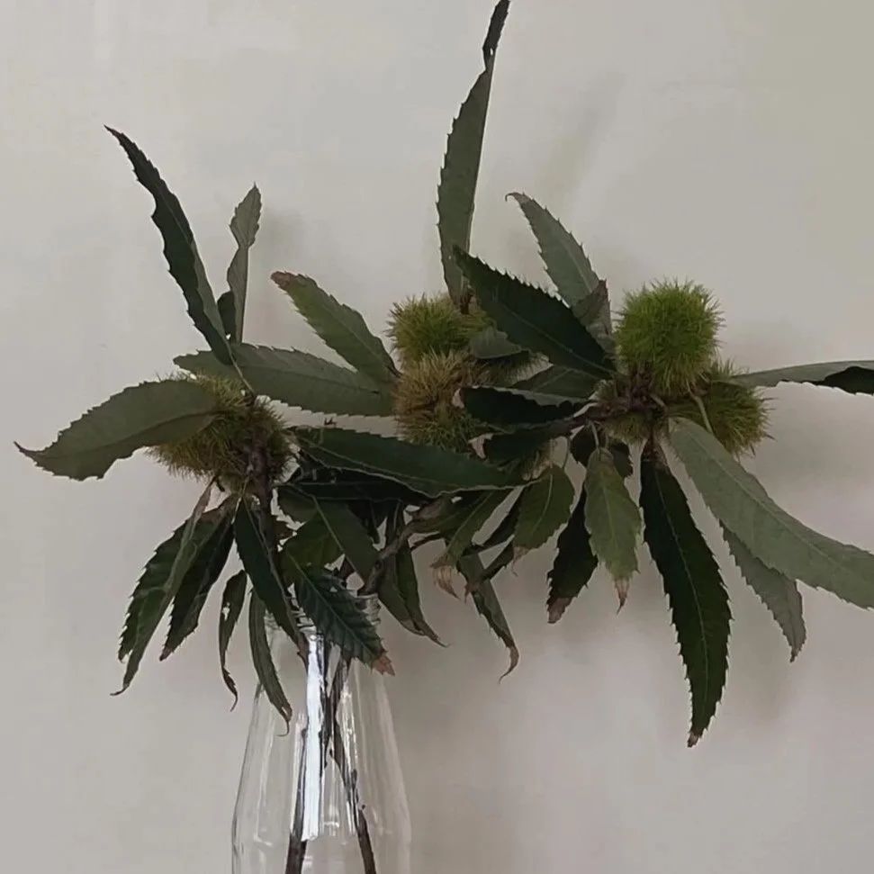A clear glass vase holding a branch with long, serrated green leaves and green, spiky spherical buds against a plain white background.