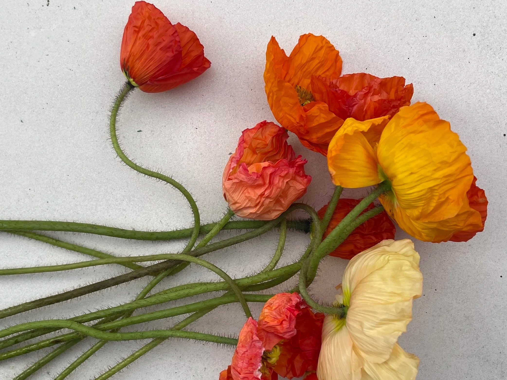 A collection of colorful poppy flowers with green stems arranged on a white surface.