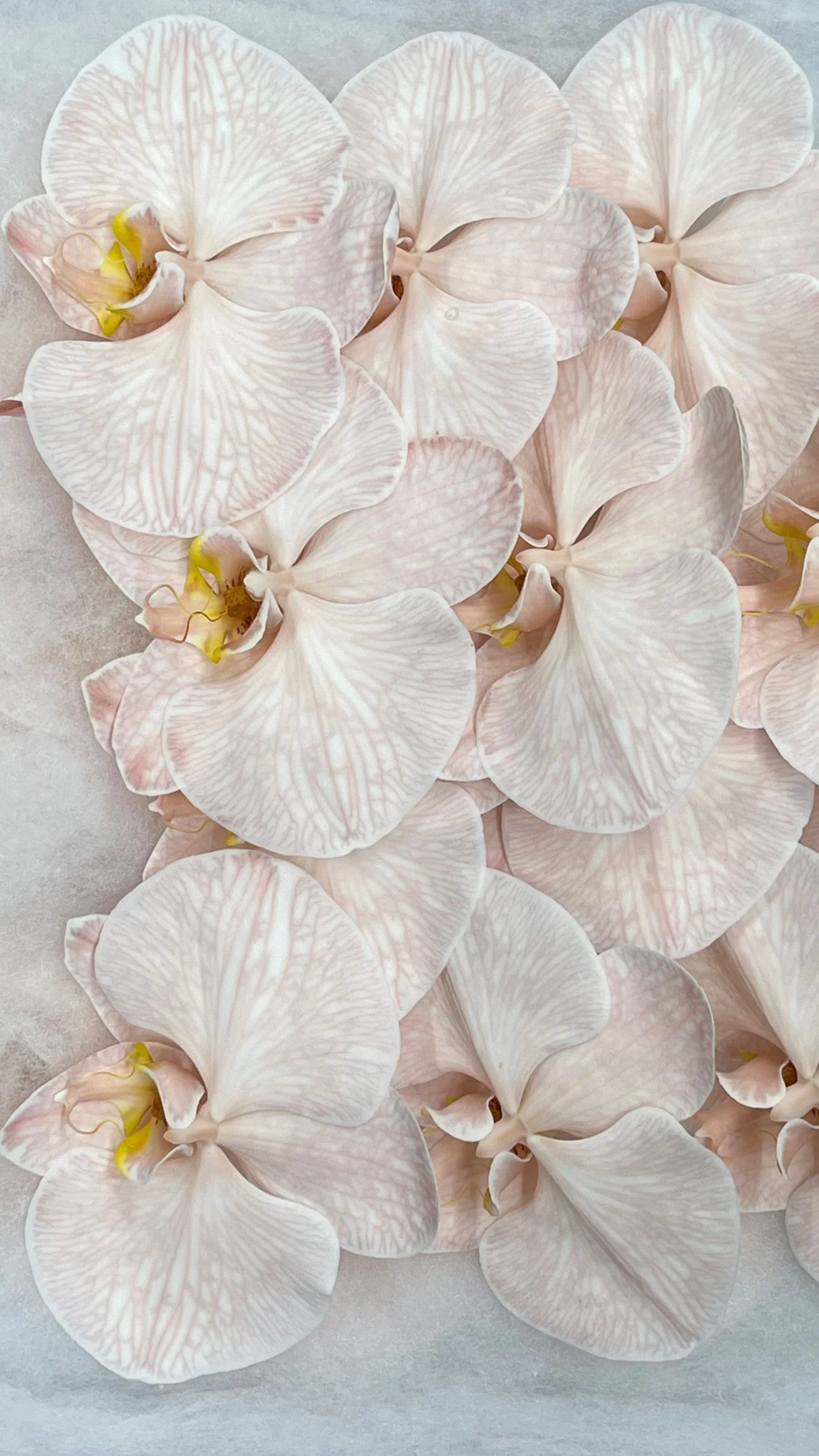 A close-up of white orchids with pink veins and yellow centers arranged on a light gray surface.