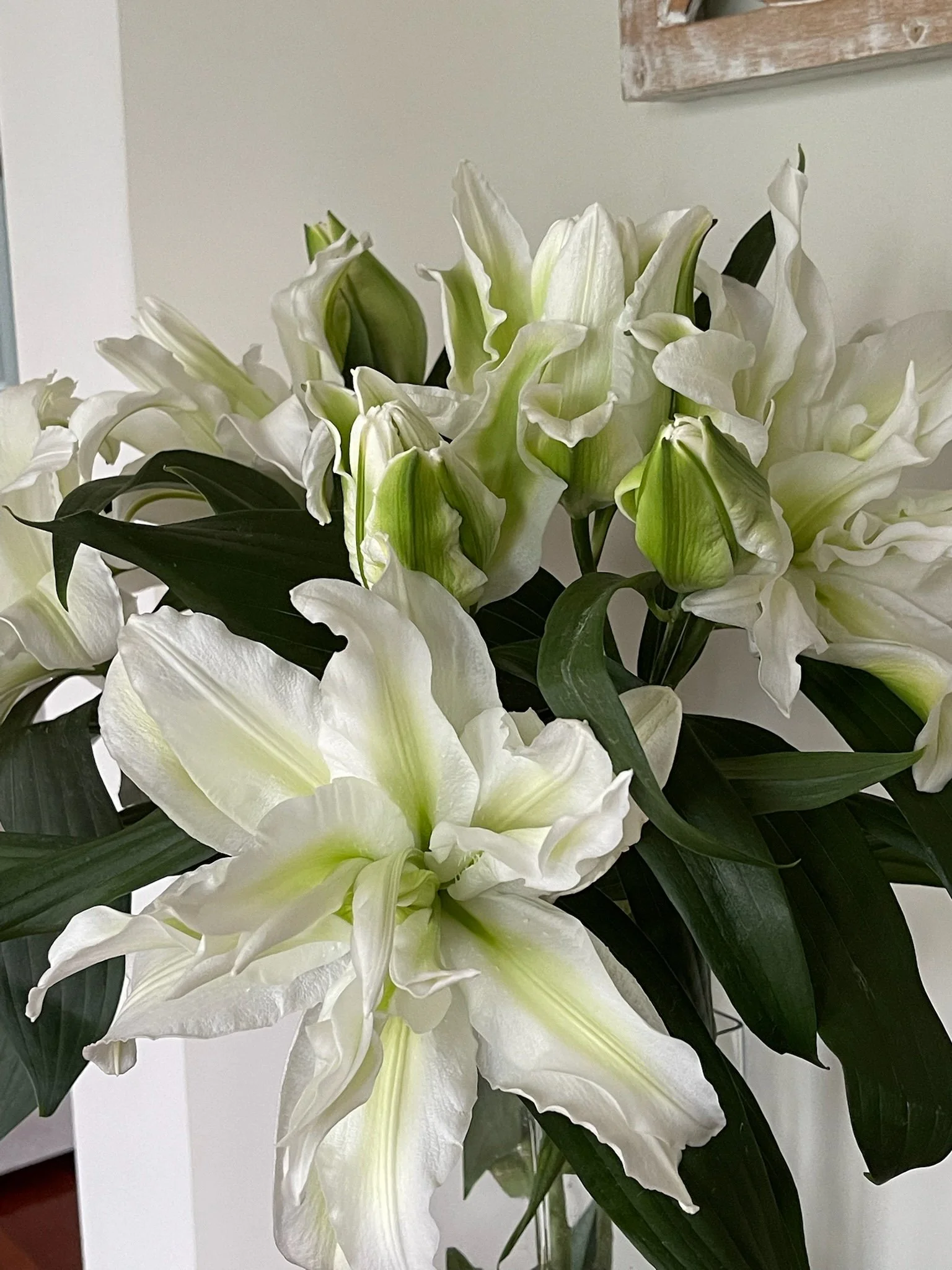 Close-up of white lilies with green leaves, some lilies in bloom and some in bud.