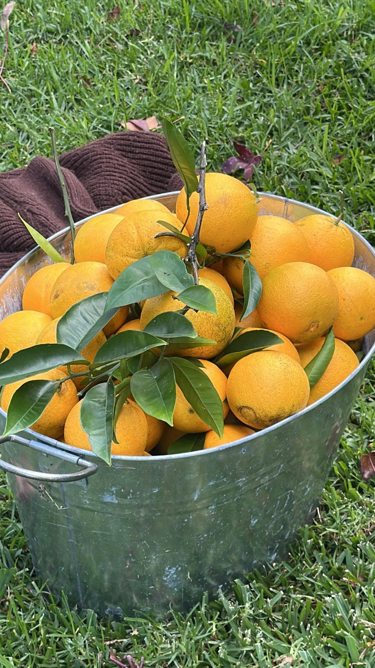 A metal bucket filled with freshly picked oranges, some with leaves and small branches, sitting on green grass.