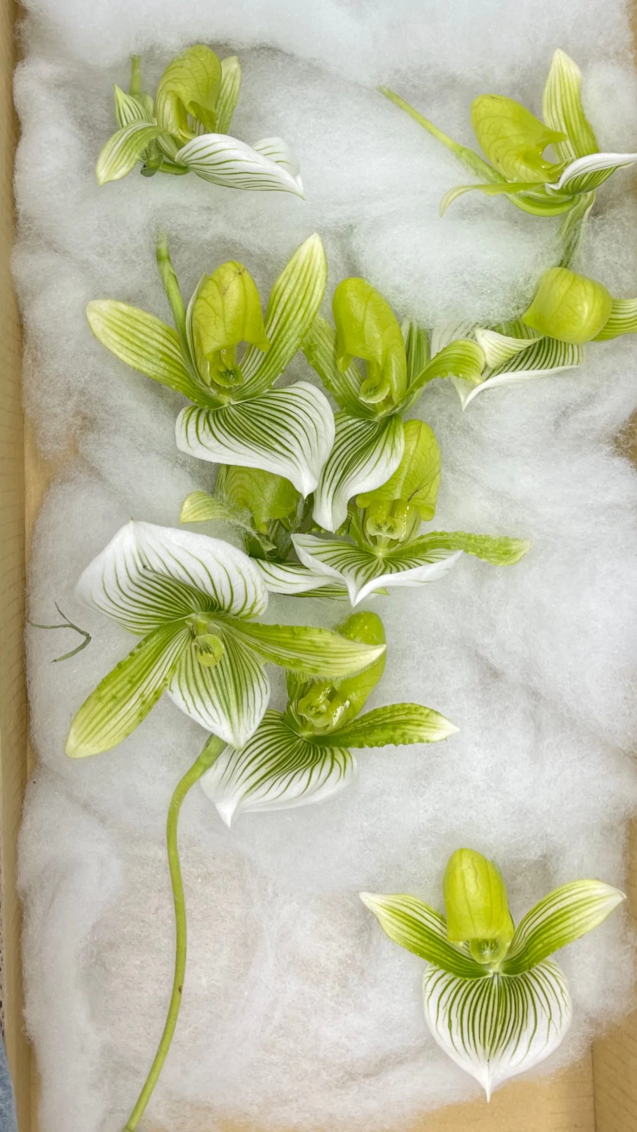 Collection of green and white striped orchids arranged on white fabric.