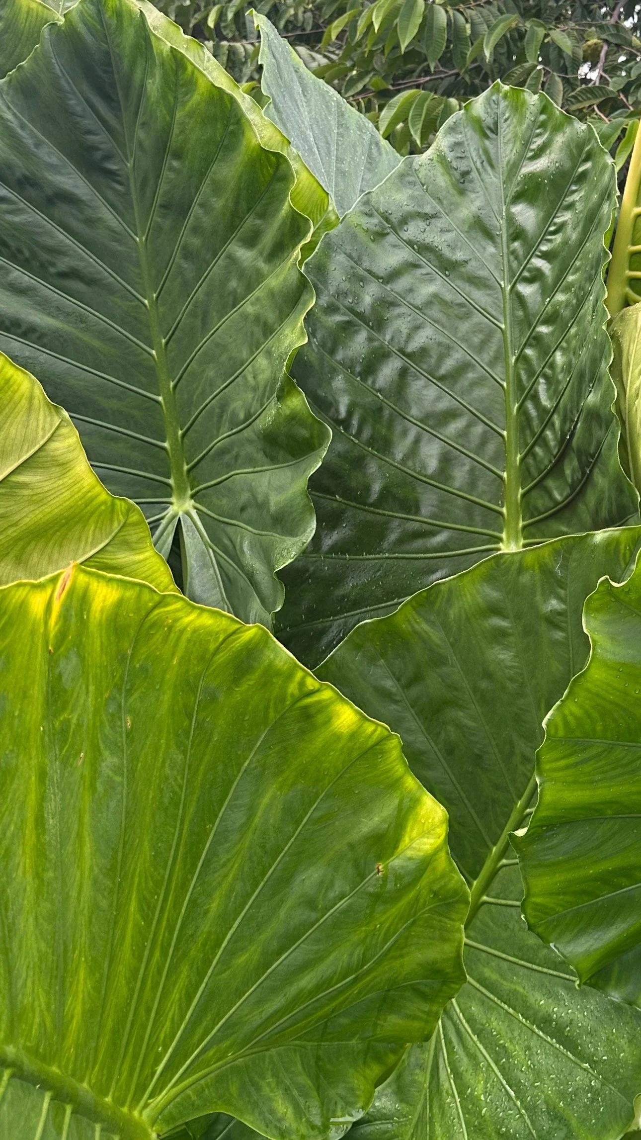 Close-up of large, green, glossy tropical leaves with prominent veins.