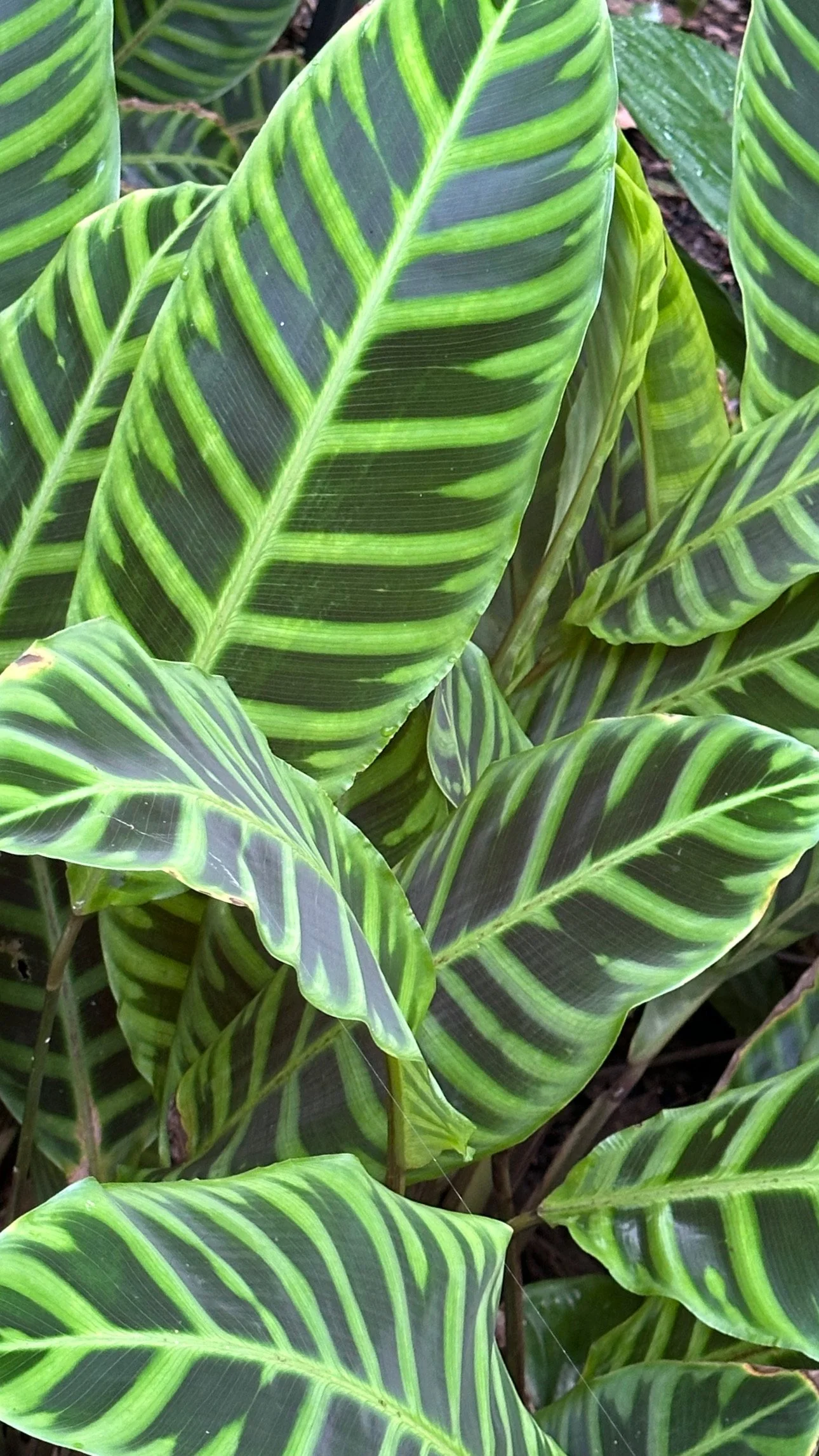 Close-up of large green leaves with dark green and light green striped pattern.