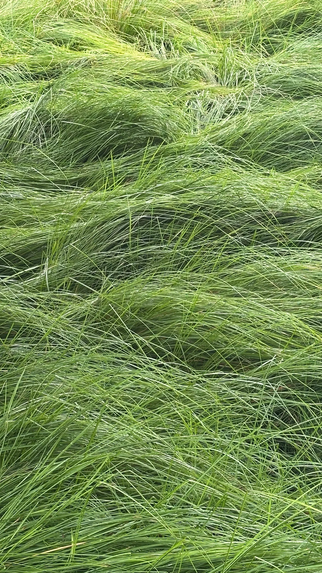 Close-up of tall green grass blades swaying outdoors.
