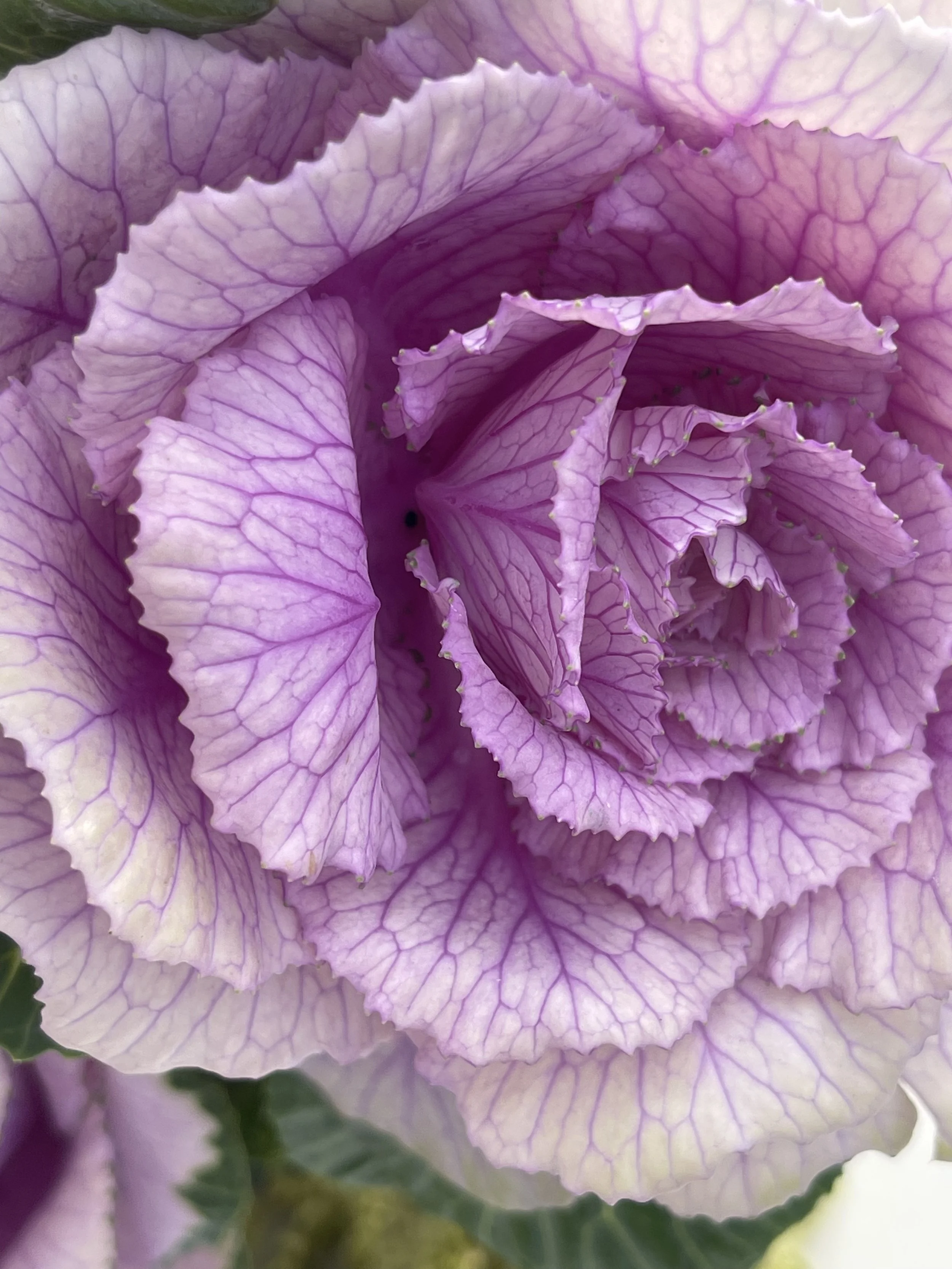 Close-up of a purple and white flower with ruffled petals and purple veins.