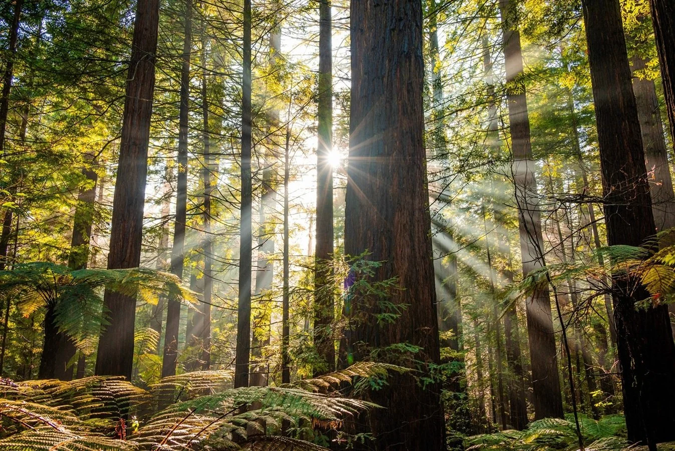 Sunlight streaming through tall trees in a forest with green foliage and ferns on the forest floor.