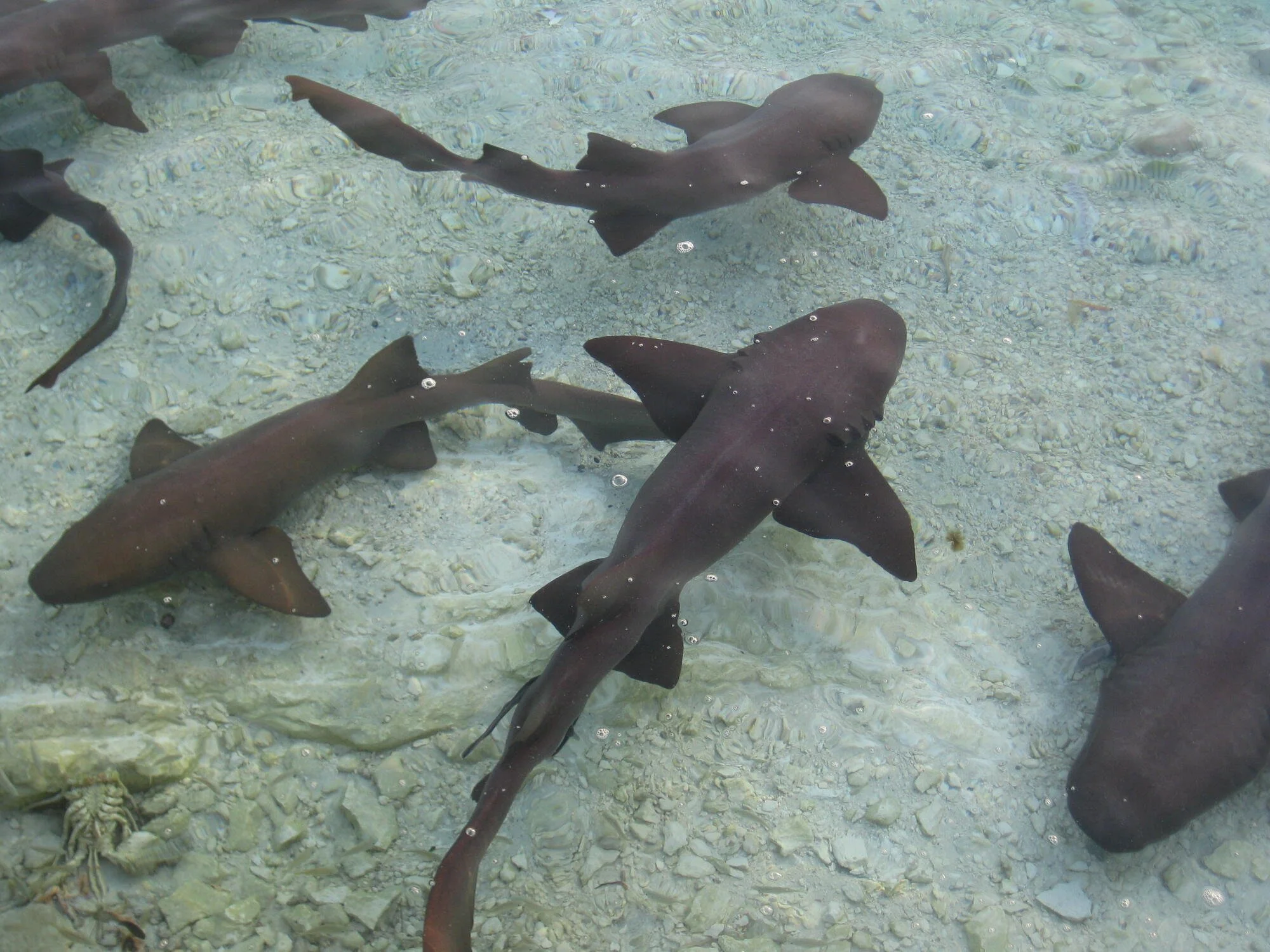 Swim with Nurse Sharks (Compass Cay)