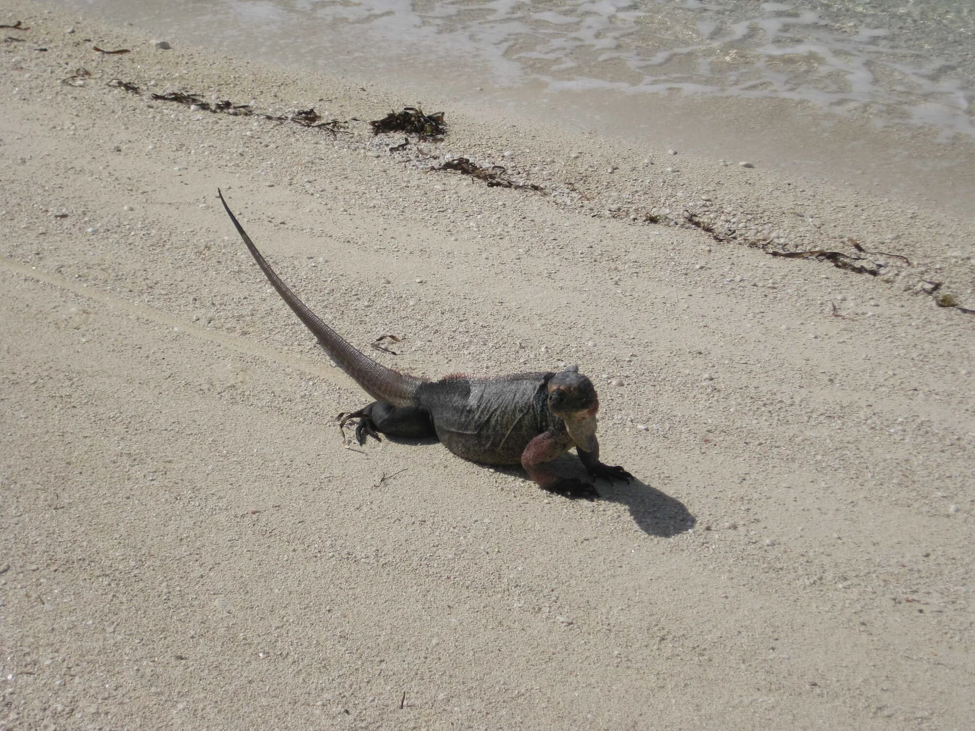 Iguana Island (Bitter Guana Cay)
