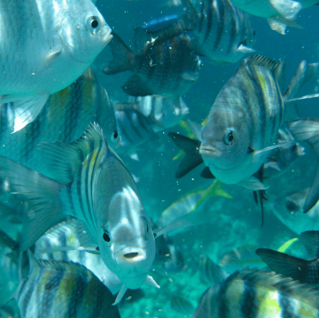 School of fish swimming underwater at Exuma Cays Land & Sea Park