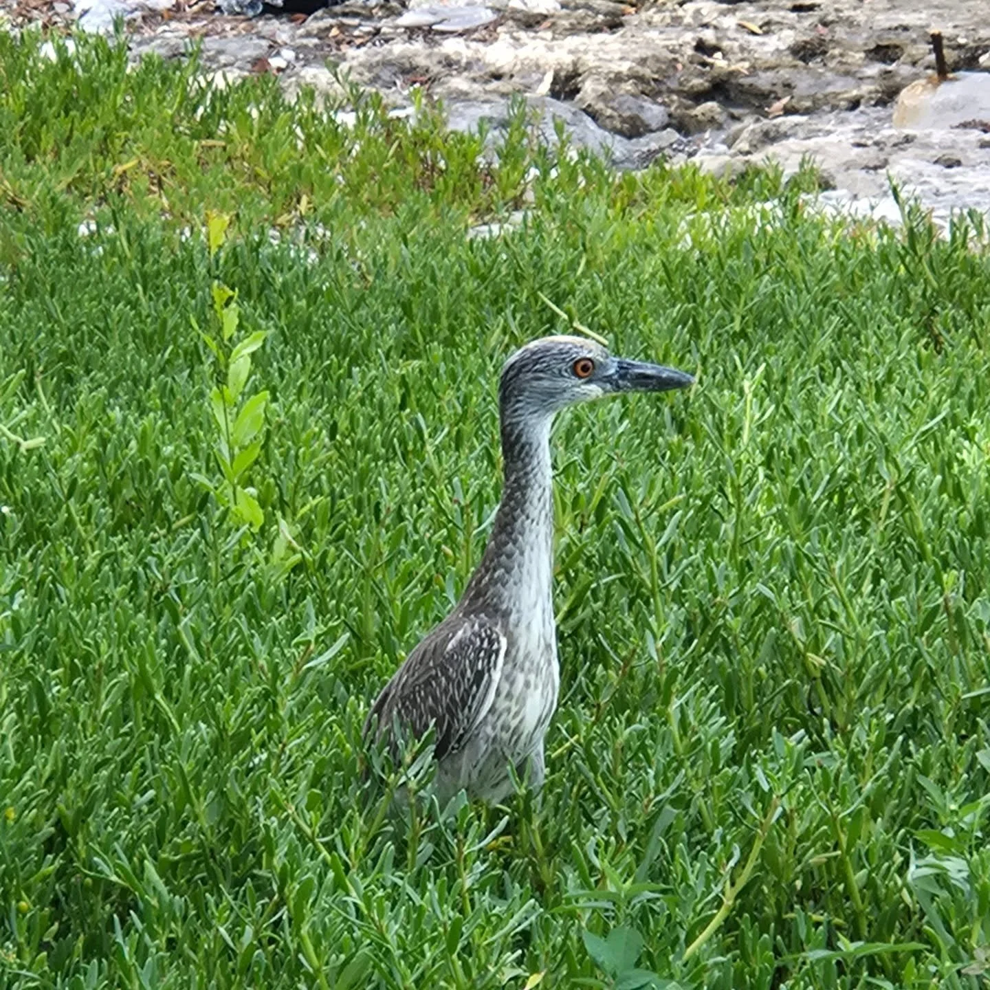 🌞 Good morning, Gaulin!&nbsp; Meet Seaside's unofficial property inspector. 🐦

Locals call them&nbsp;Gaulins, but this distinctive bird is officially known as a Yellow-crowned Night Heron. 

Often spotted around Seaside's waterfront in the morning 