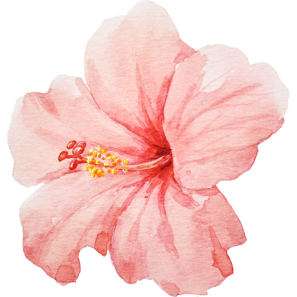 A watercolor painting of a pink hibiscus flower.