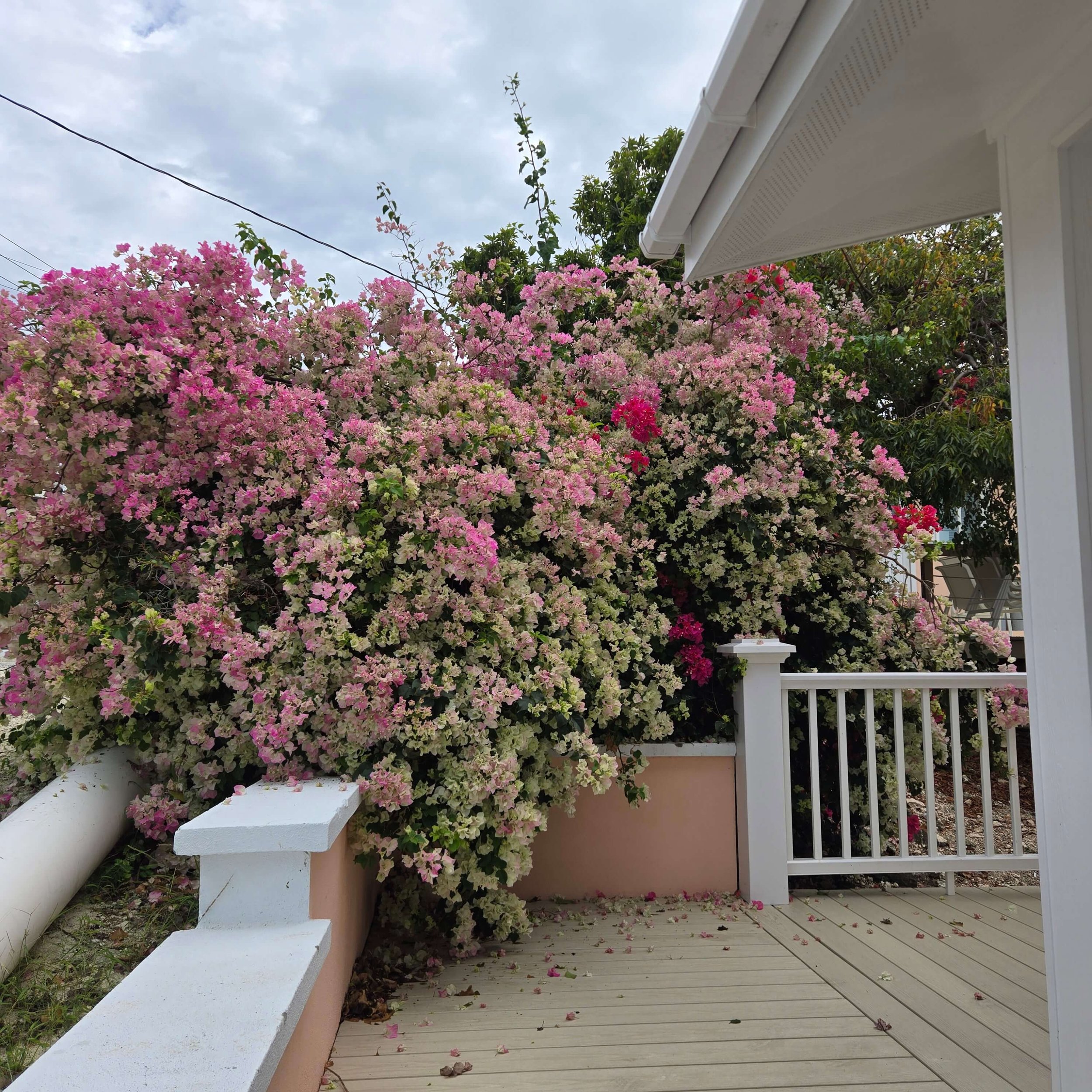 A porch with pink and white bougainvillea flowers covering a bush and climbing the trees. There is a beige wooden deck floor with some fallen flowers, white wooden railings, and white flower pots. Part of a house and neighboring house with moths on t