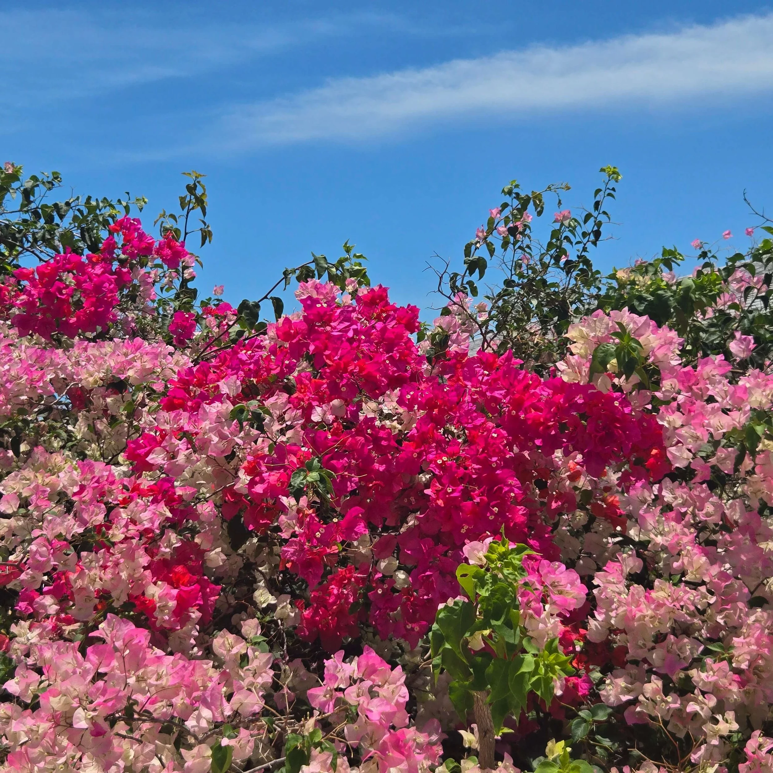 Pink and white bougainvillea flowers covering bushes against a bright blue sky at Staniel Cay Seaside Vacation Rentals.