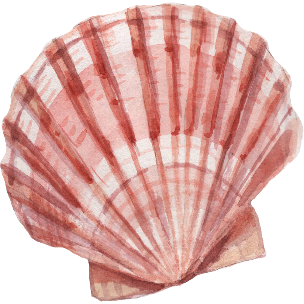 Watercolor painting of a pink and red scallop shell.
