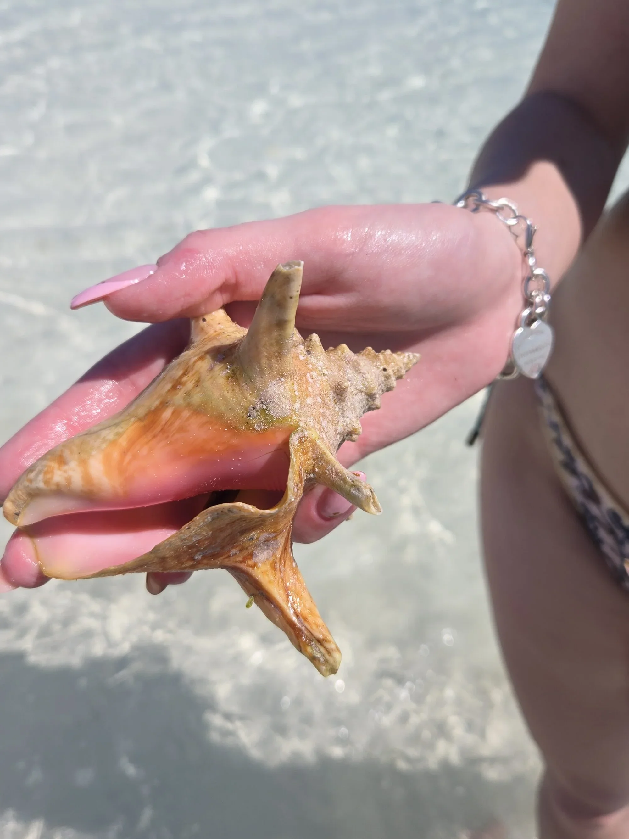 Close-up of a hand holding a large seashell on a sunny beach with white sand.