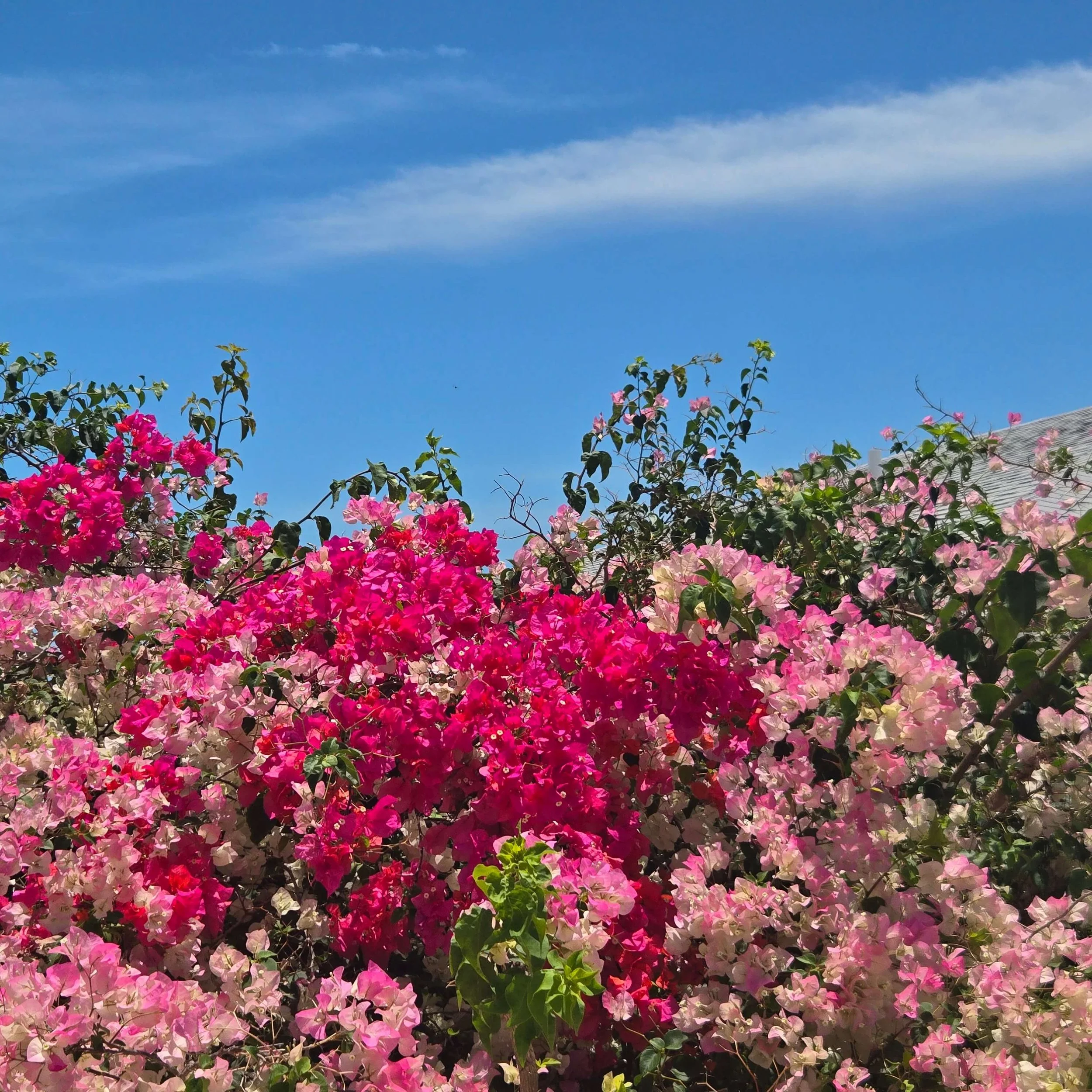 Colorful bougainvillea flowers in pink, white, and purple shades with a bright blue sky and a few clouds above, and a partially visible house roof on the right side.