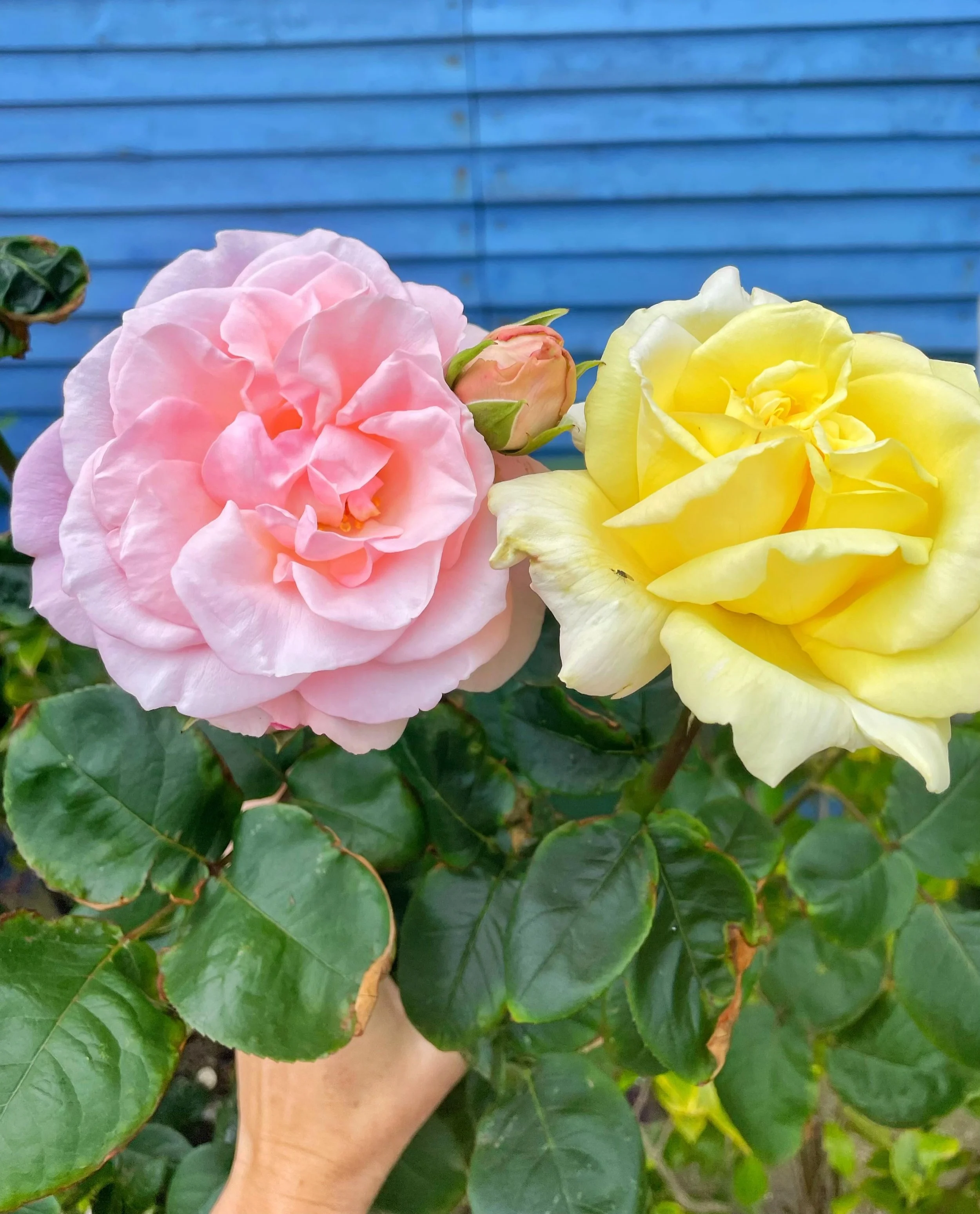 ~ SISTERS ~ not twins. These two are growing side by side on the same bush 💛🩷