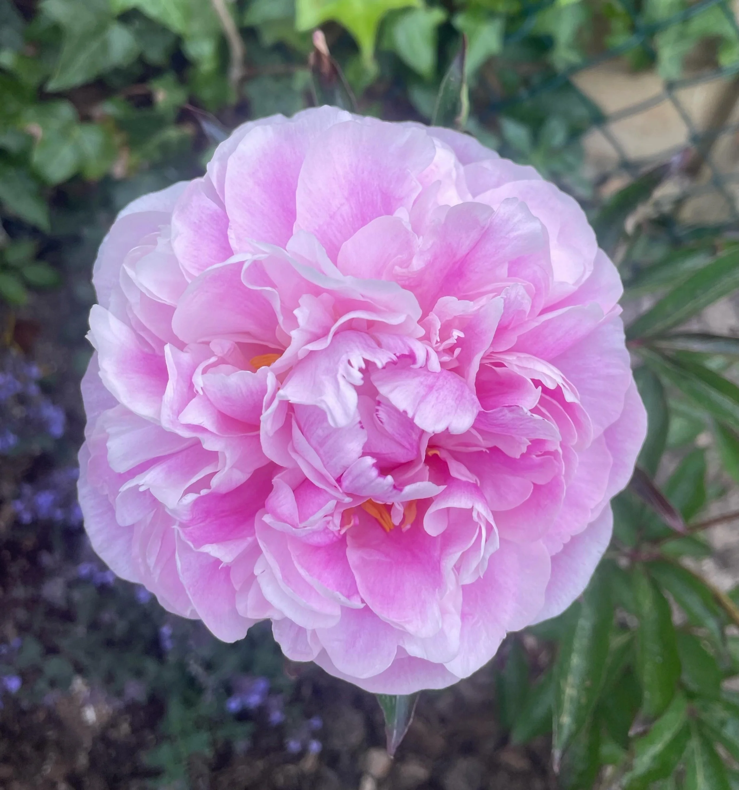 ~ SUCCESS STORY ~ I transplanted my beloved peonies from Laundry Cottage in the spring. I had spent a lot of time and money on them and couldn&rsquo;t bear to leave them behind, all the while knowing that peonies hate to be moved. I was expecting fai