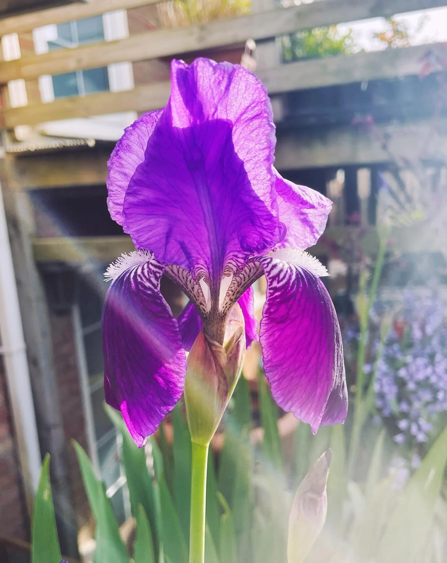 ~ START WEARING PURPLE ~ welcoming my grandma&rsquo;s irises back this morning. I always think they might be the most purple things in the world 💜. One of my favourites in any garden, bringing full-bodied structure and architectural interest early i