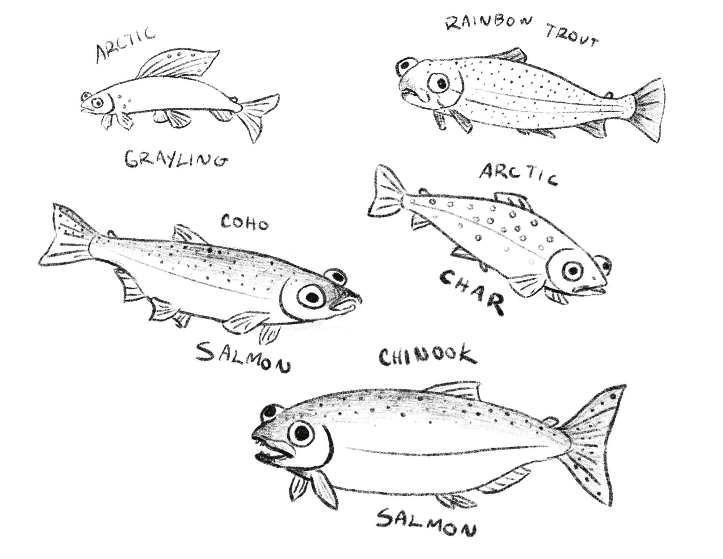 Drawing of six different types of fish with their names written beside them, including Arctic Grayling, Rainbow Trout, Coho Salmon, Arctic Char, Chinook Salmon.