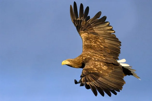 PETER HALL — MULL WILDLIFE Tours
