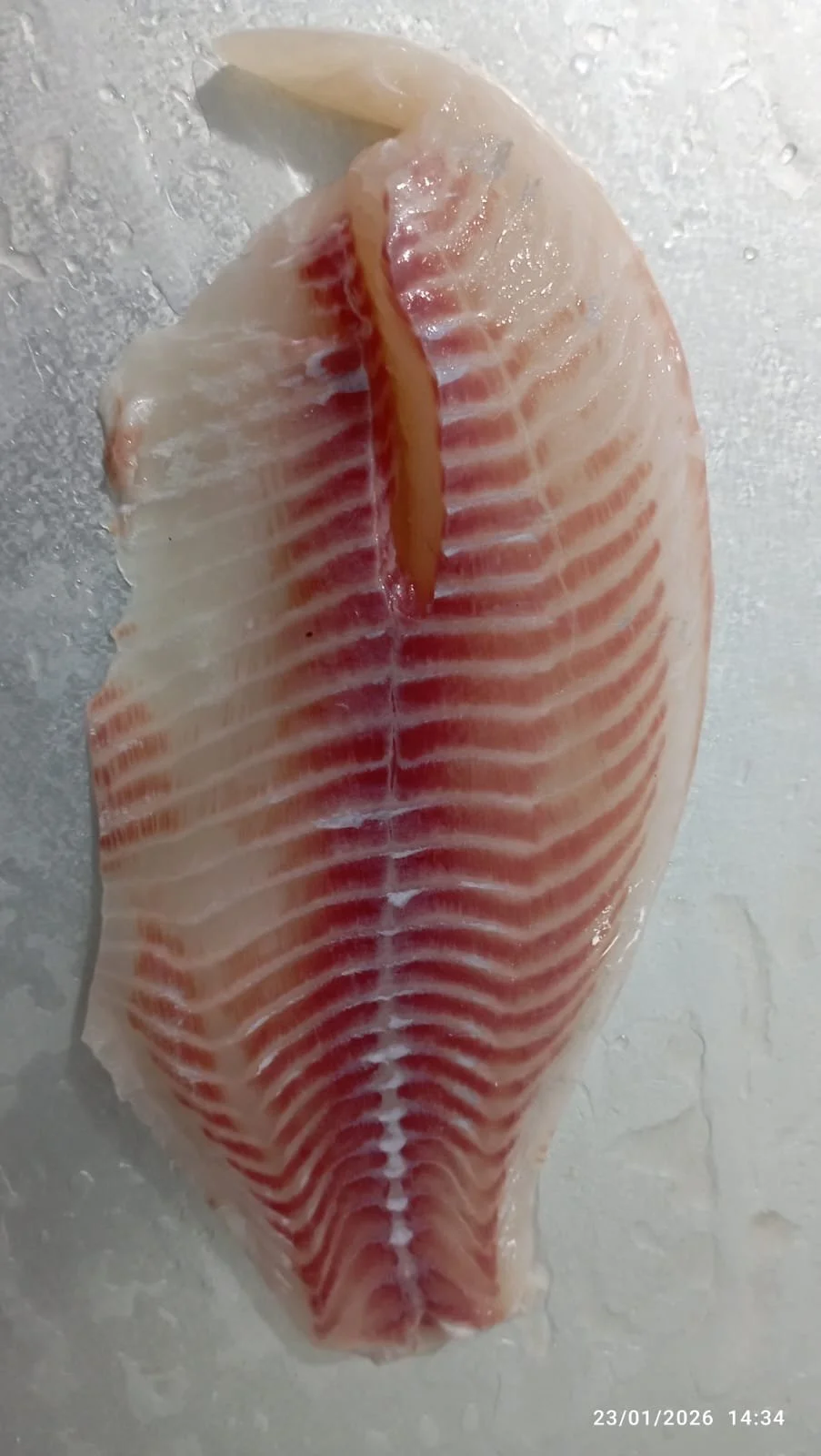 WhatsApp Image 2026-04-24 at 10.25.03.jpeg