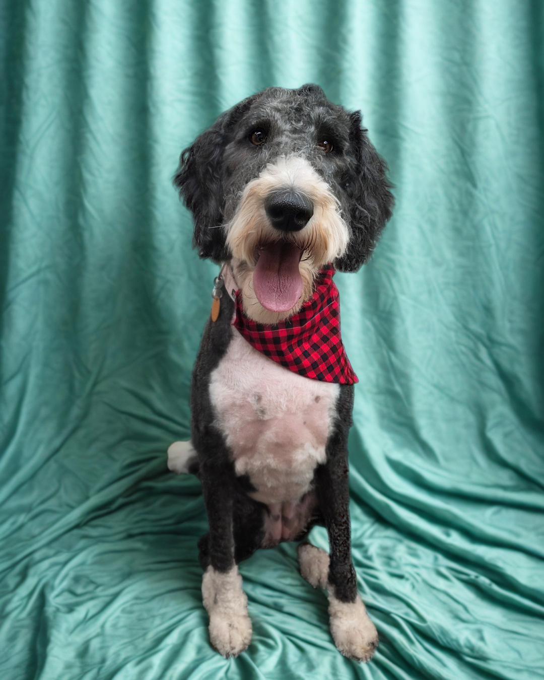 A happy black and white dog with curly fur on its head, wearing a red and black checkered bandana, sitting in front of a teal fabric backdrop, with its tongue out.