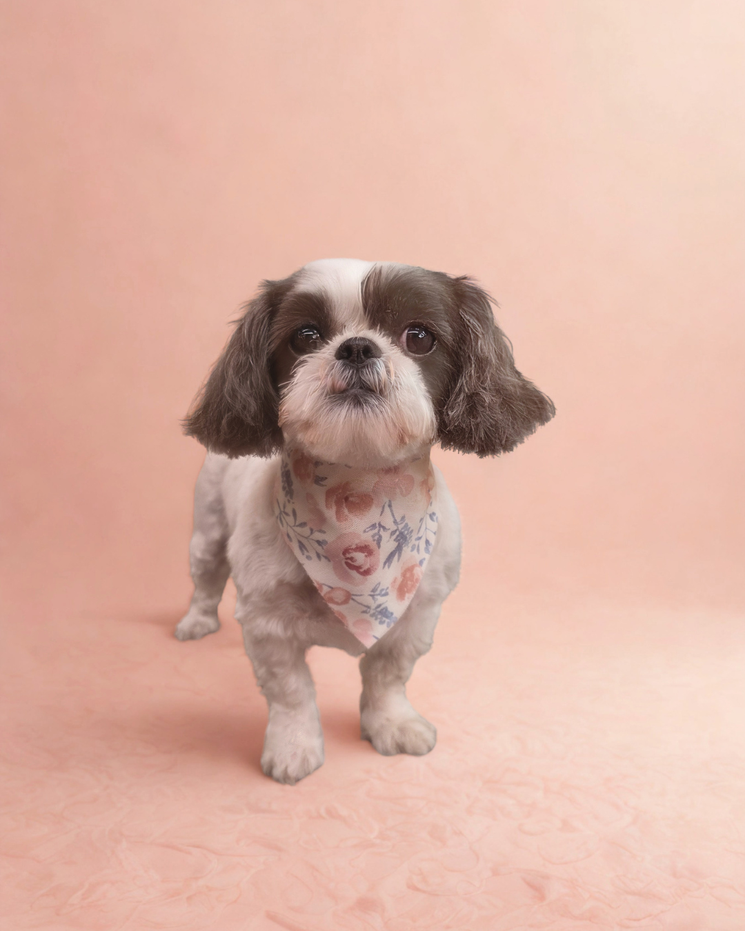 A small black and white dog with floppy ears wearing a floral bandana standing on a soft pink background.