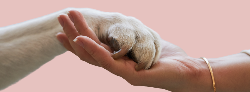 A person's hand holding a dog's paw against a pink background.