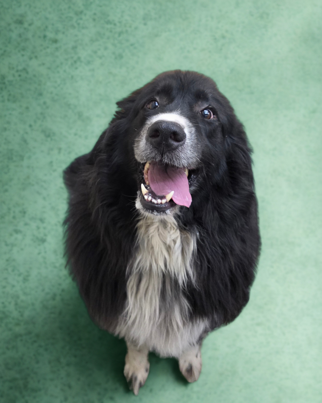 A happy black and white dog with a fluffy coat, sitting on a green surface, looking up with its tongue out.