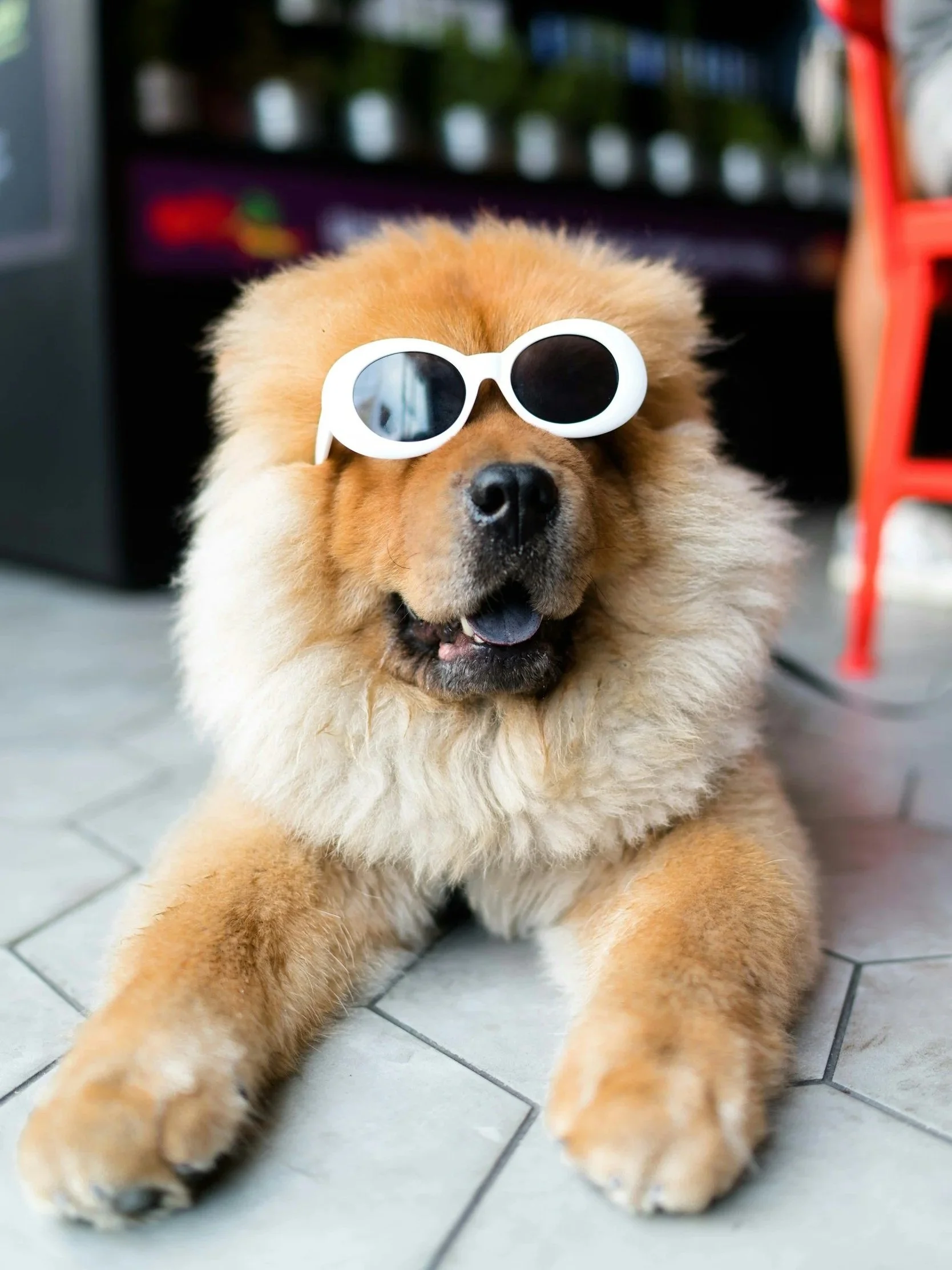 A fluffy brown dog wearing white sunglasses, sitting on a tiled floor.