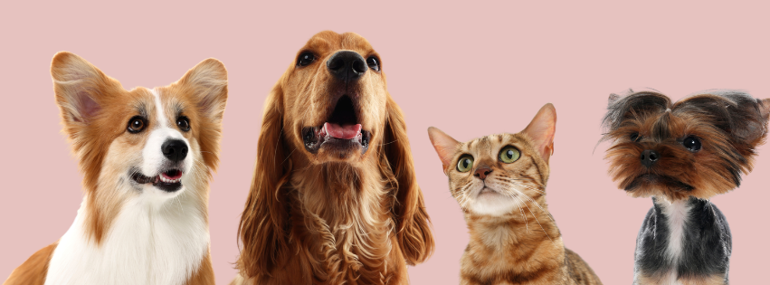 Four pets arranged side by side against a pink background, including a dog and a cat.