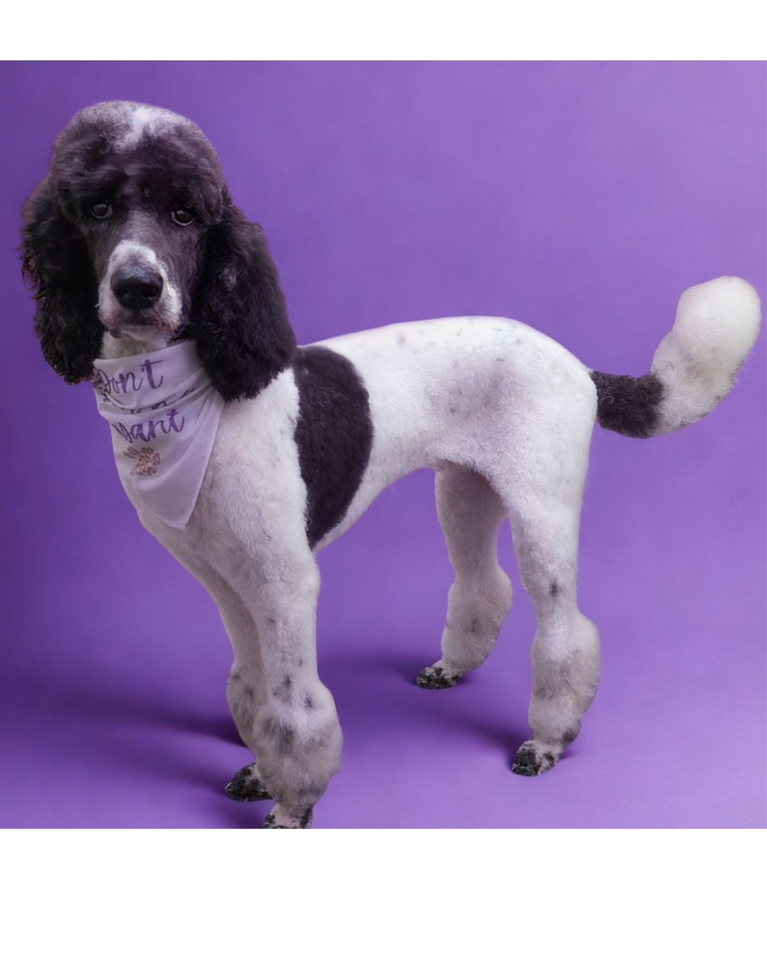 A poodle, wearing a white bandana with purple text, standing on a purple background.