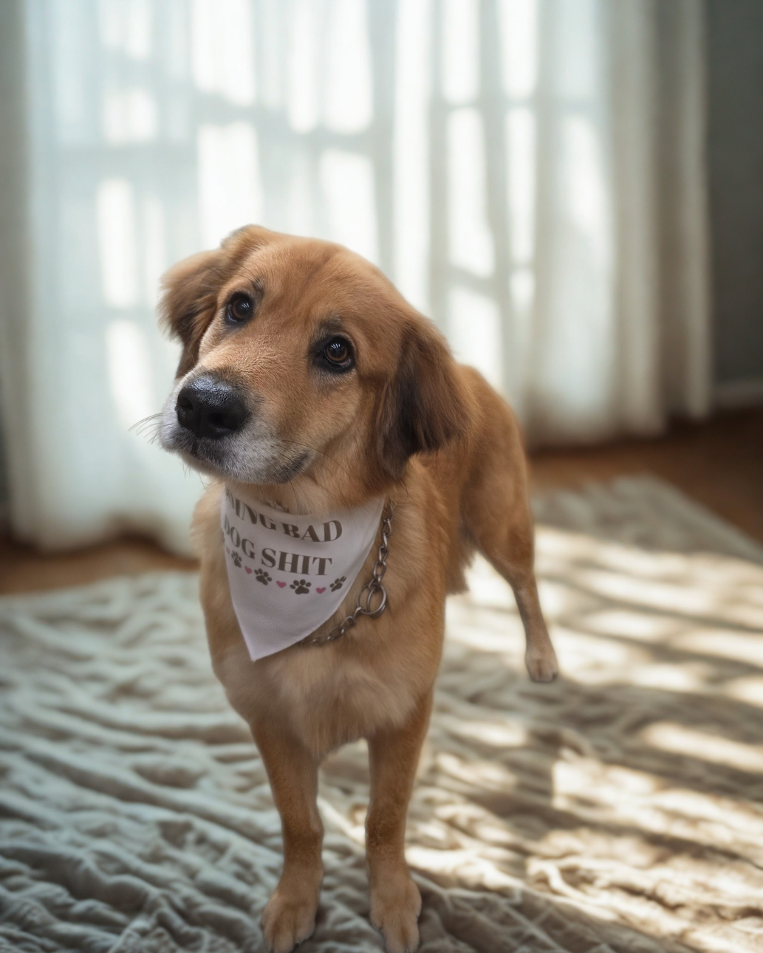 Photo of a golden retriever mix wearing a white bandana, standing on a textured beige rug in front of a window with white curtains.