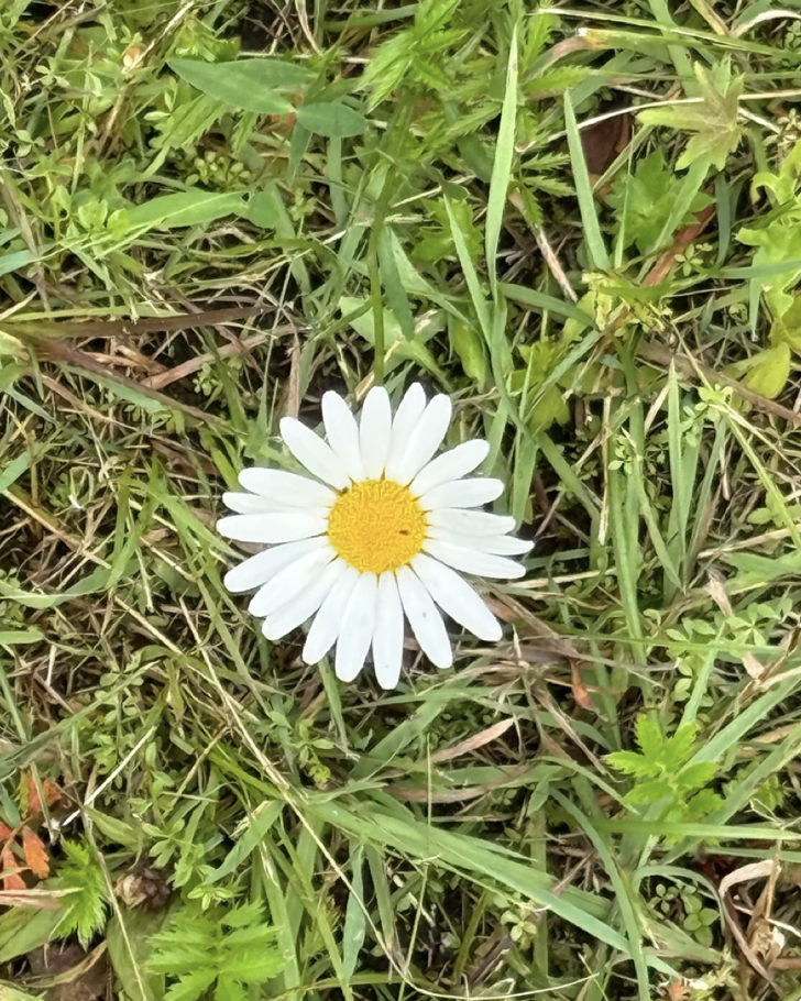 A solitary white daisy flower with a yellow center growing among green grass and weeds.