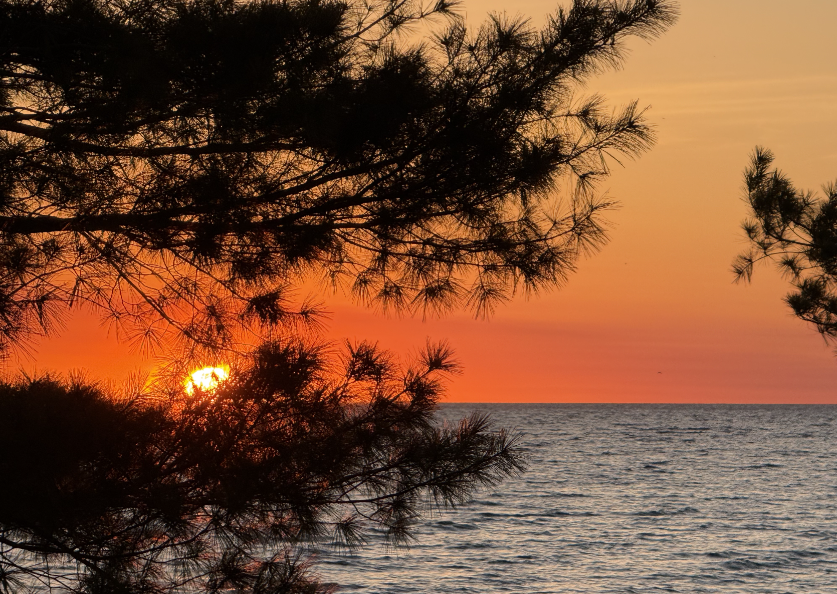 Sun setting over the ocean with silhouetted pine trees in the foreground, creating a peaceful evening scene.
