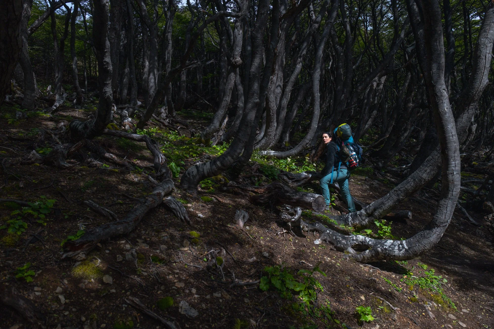 A woman with a backpack stands in a dark, dense forest of tall, twisted trees with a lush green ground cover.