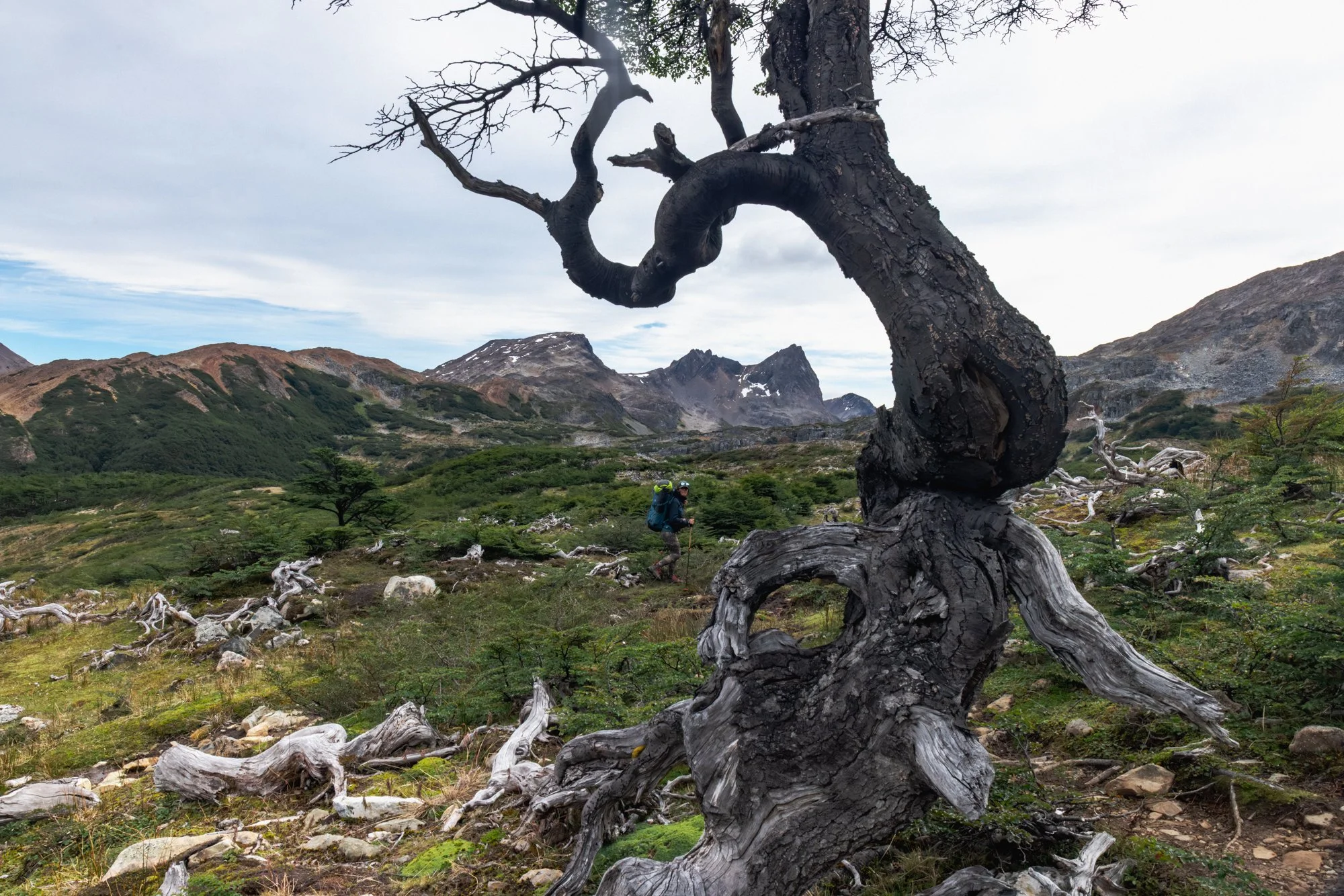 A twisted, blackened tree in a mountainous landscape with green vegetation, rocky terrain, and a cloudy sky, with a person hiking in the background.