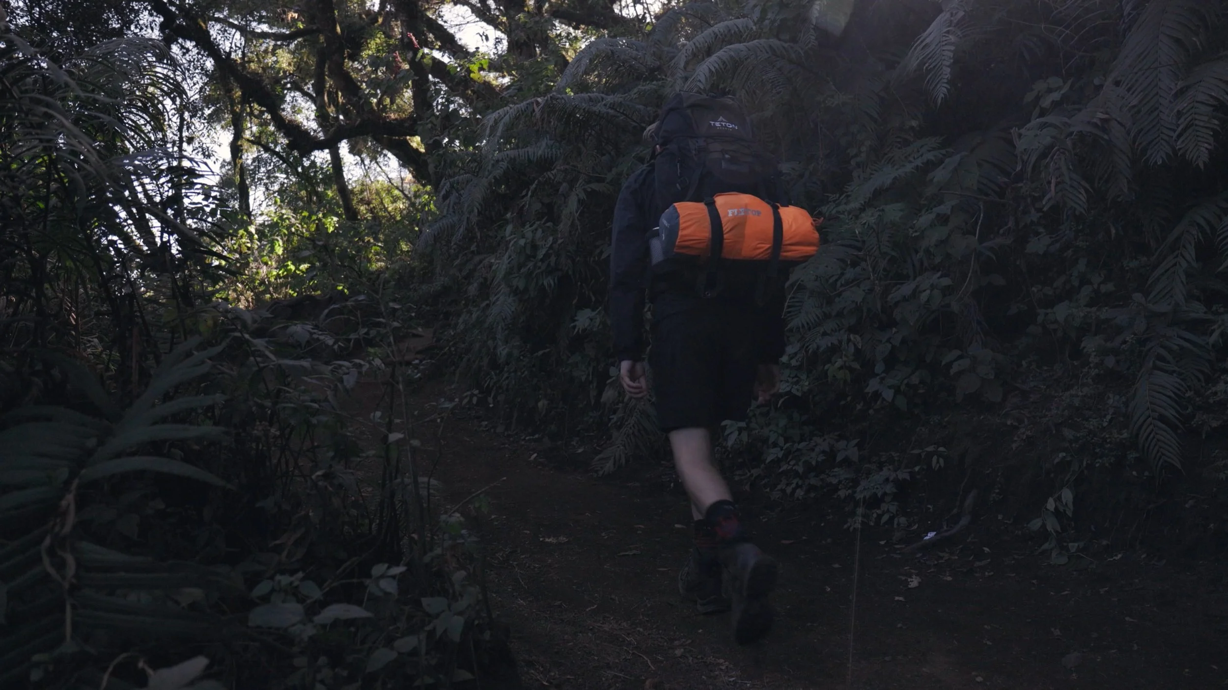Person hiking on a forest trail with lush green foliage around.