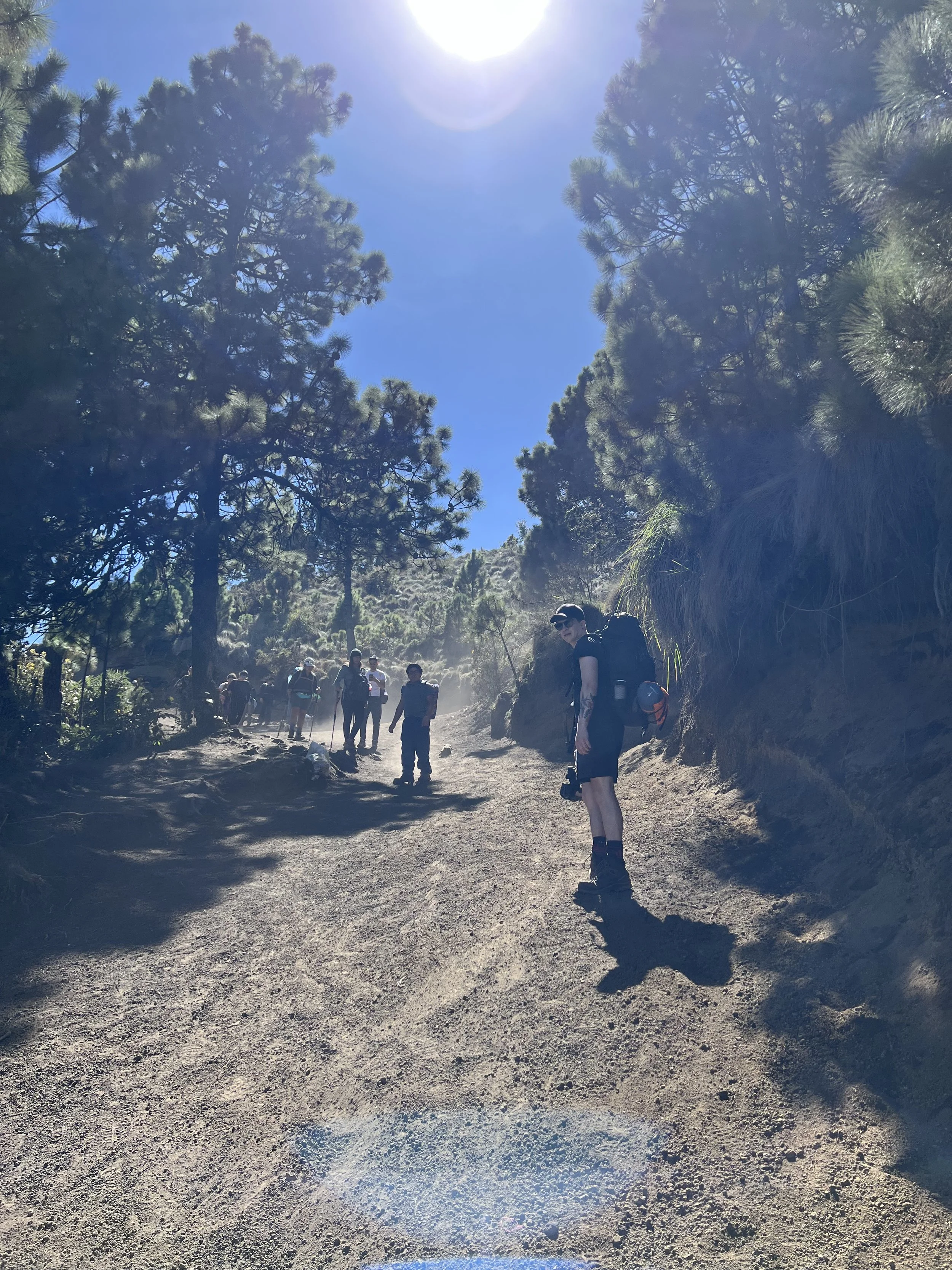 Hikers walking on a dirt trail through a forest of tall pine trees under a bright sunny sky.