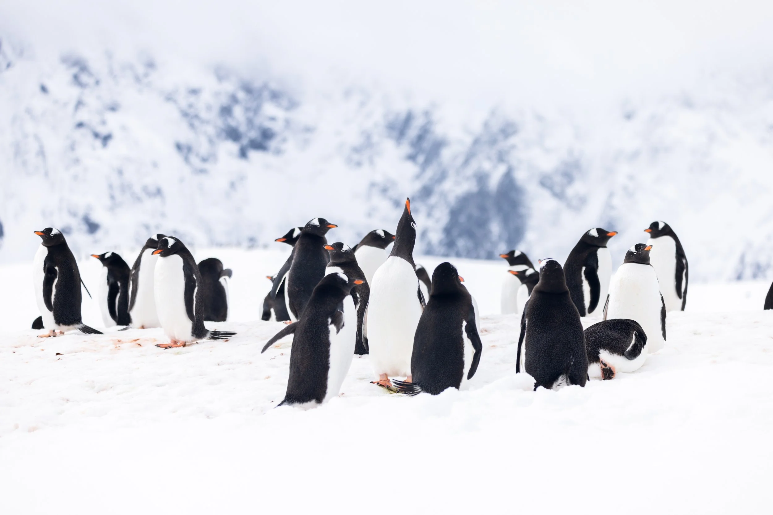Port Lockroy Gentoo - 00272.jpg