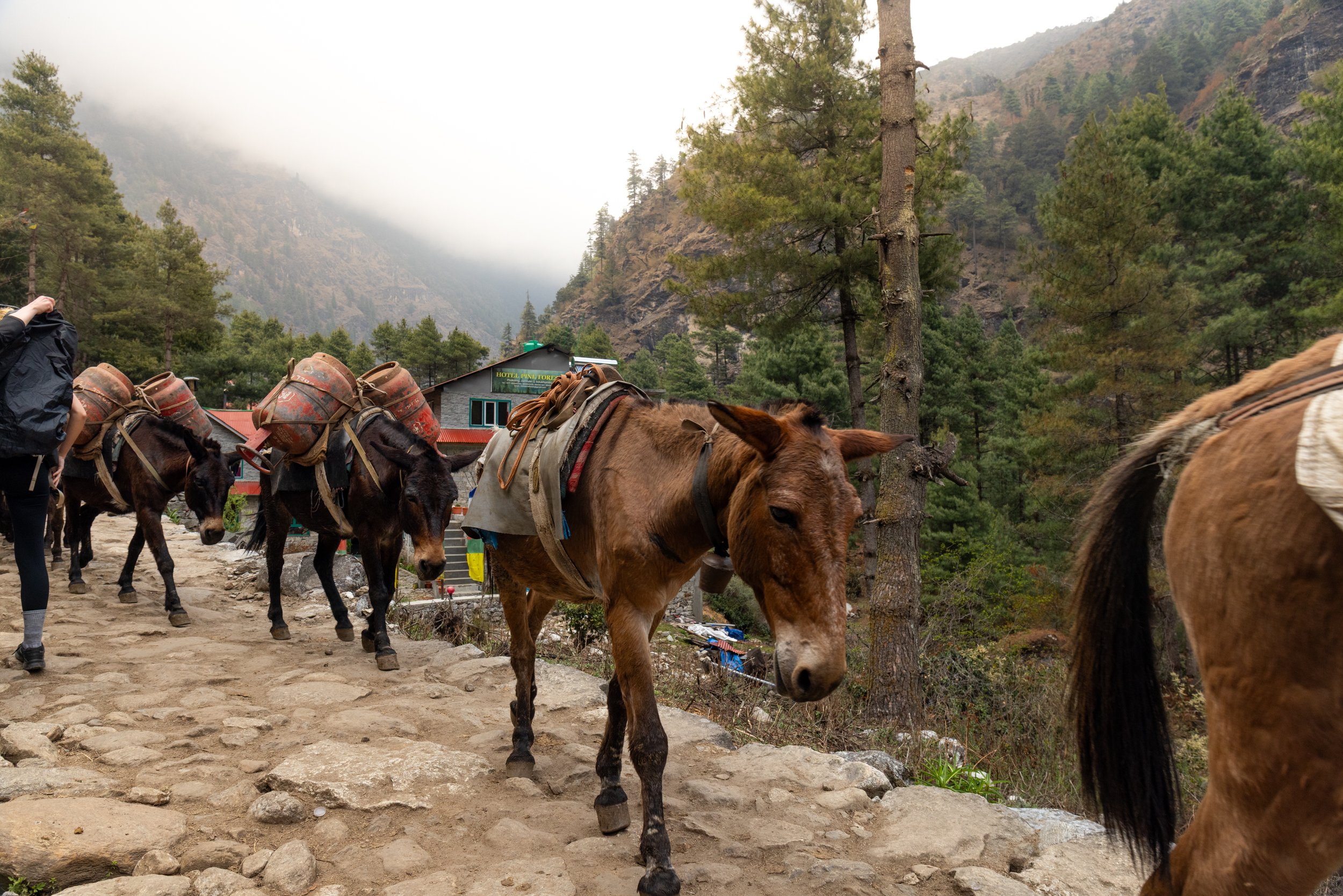 A group of donkeys carrying supplies walk along a rocky trail in a mountainous forested area. There are buildings and tall pine trees in the background, with mountains and low clouds or fog in the distance.